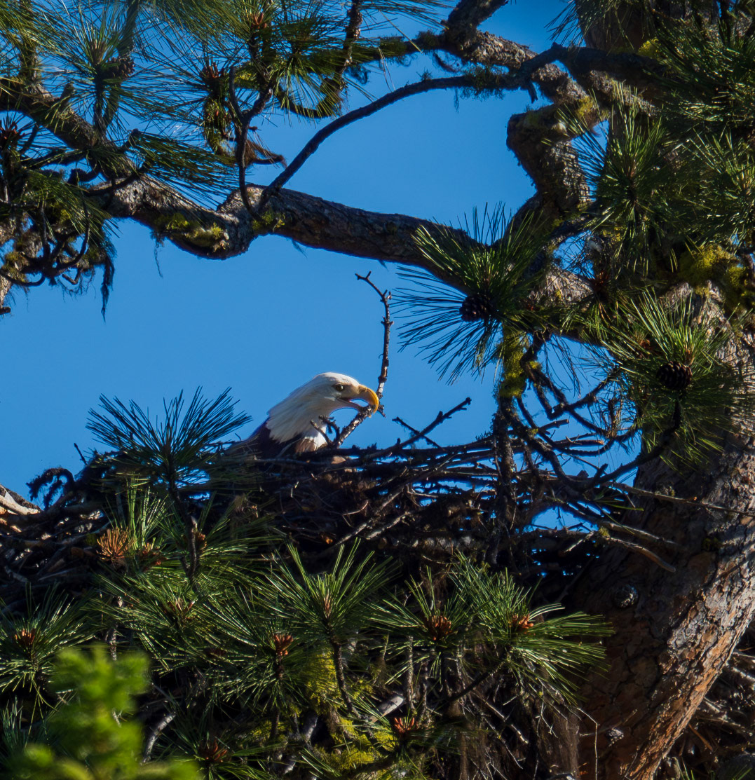 Improving the home (nest)