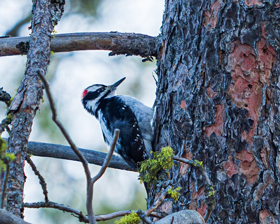 Hairy Woodpecker, Turnbill National Wildlife Refuge, Cheney, WA
