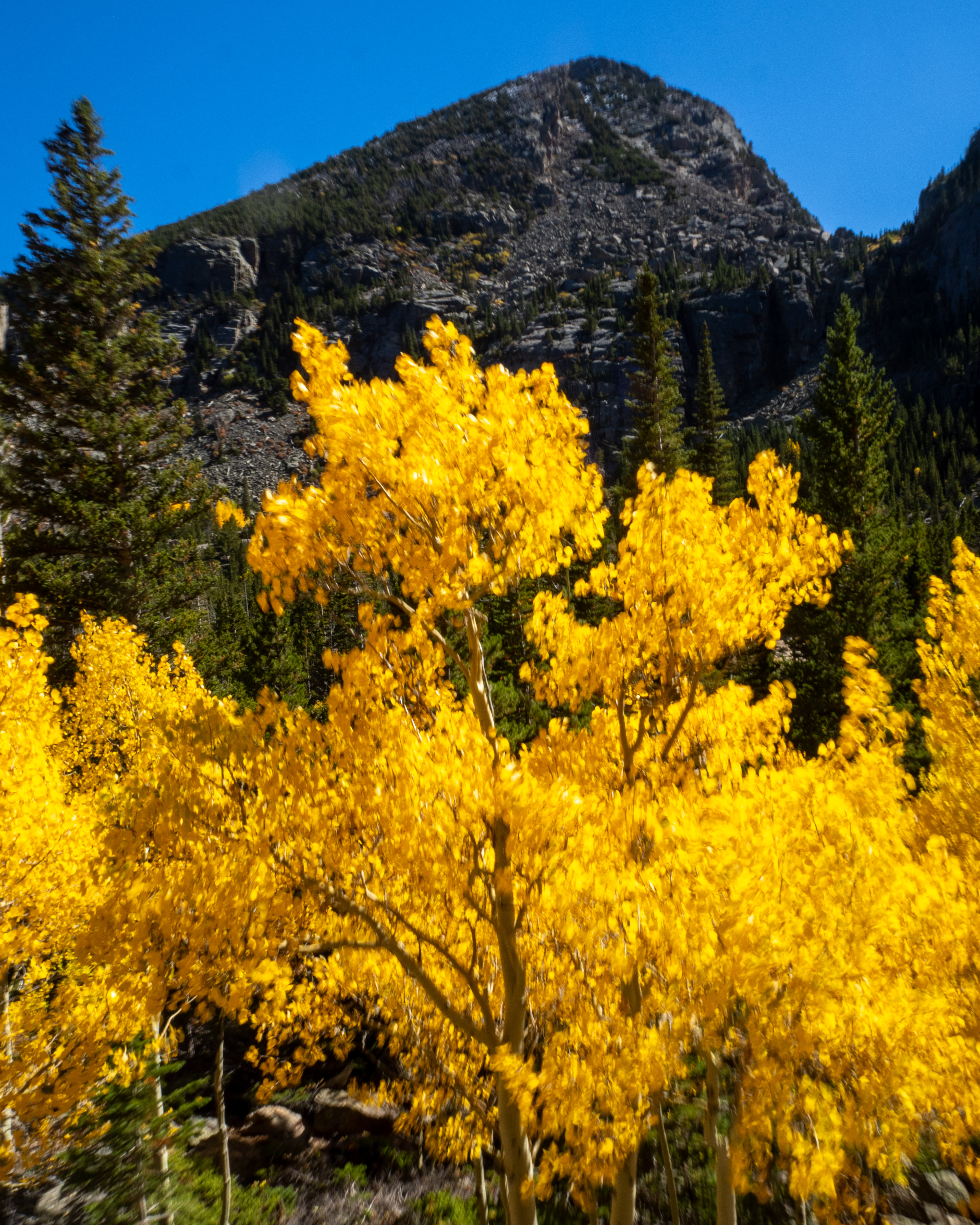 Aspen trees, wind movement