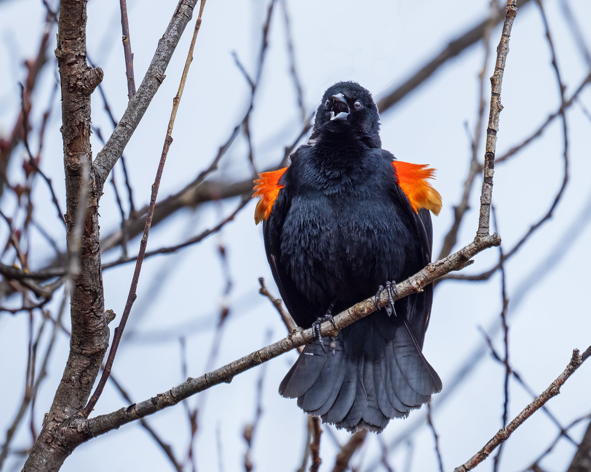 Red Winged Blackbird