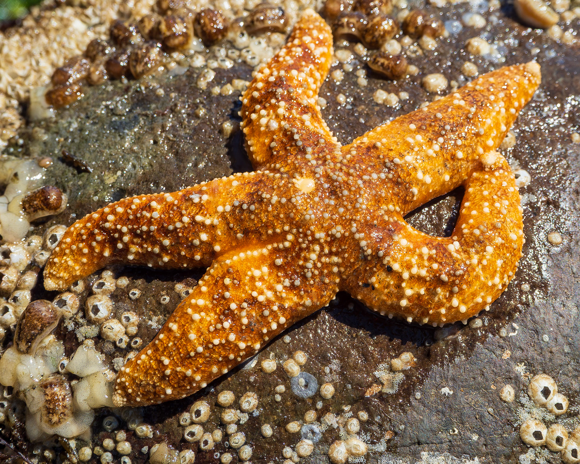 Sea star, Richmond Beach, Shoreline, WA