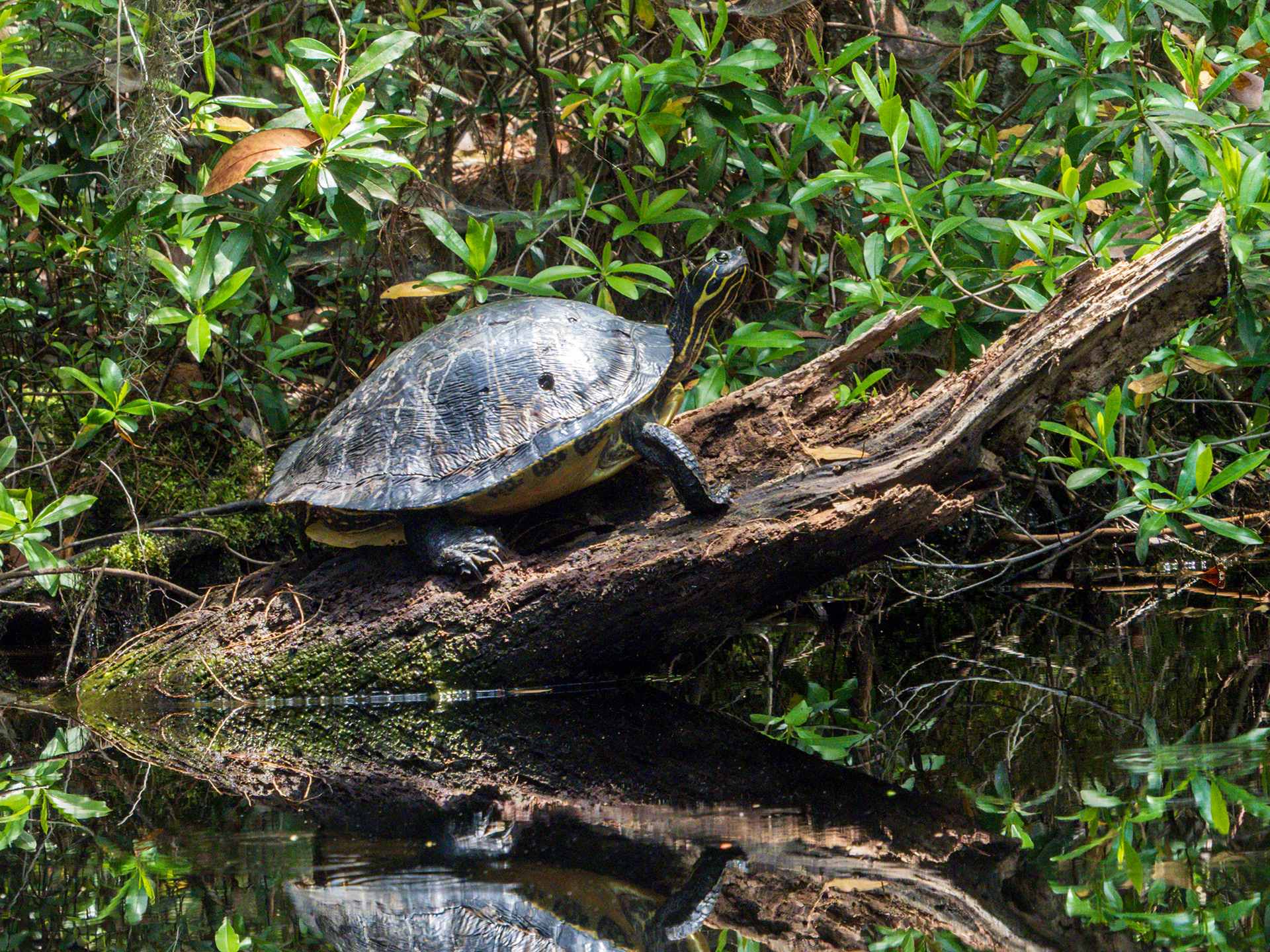Turtle 
