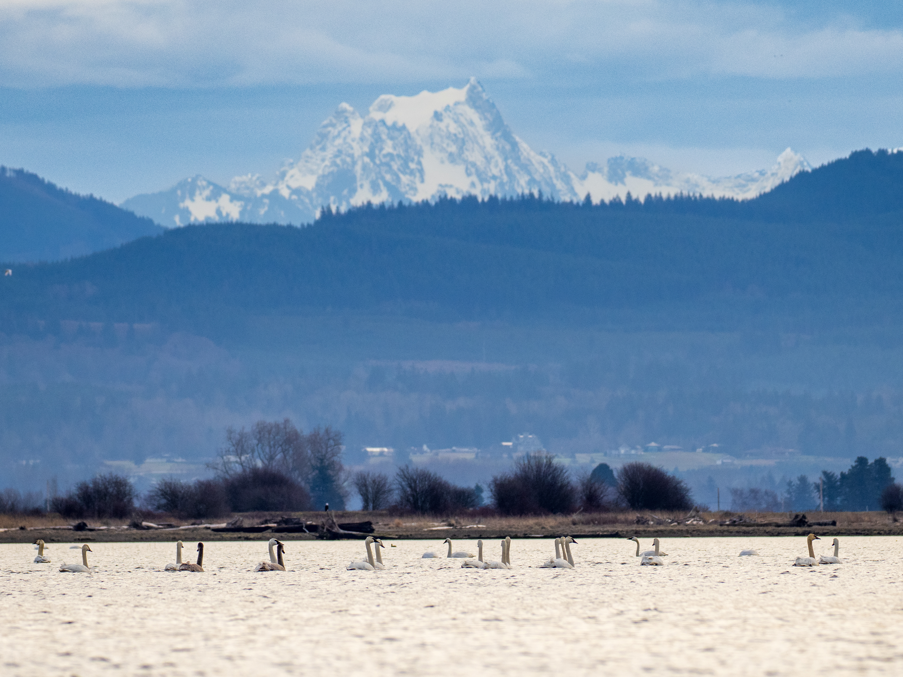 Tundra swans, Skagit Bay,  Whitehorse Mtn, WA