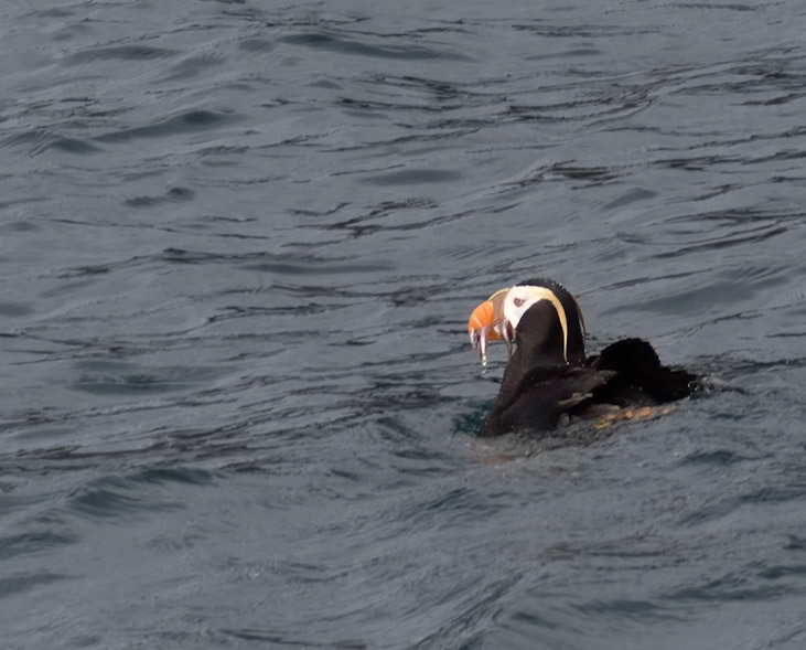Tufted Puffin, Kenai Fjords National Park, AK