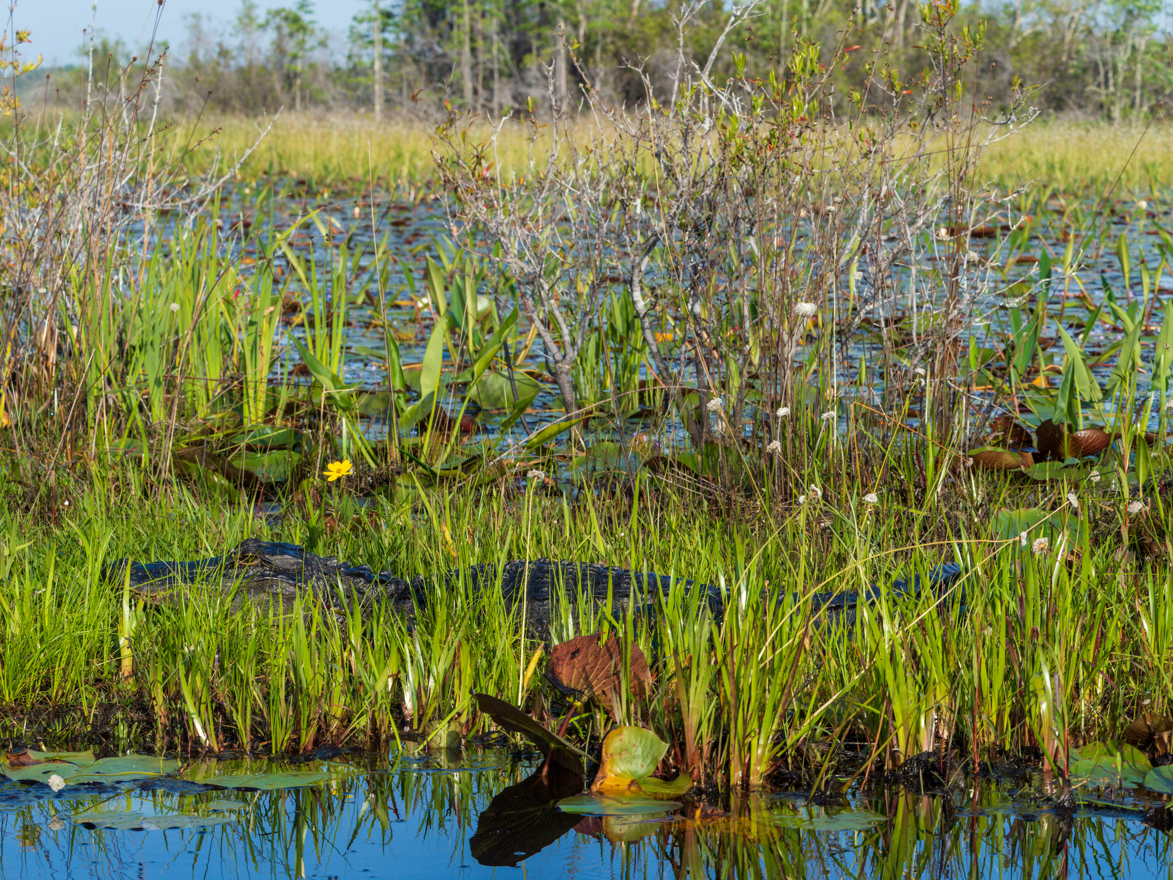 Alligator laying low in the sun.