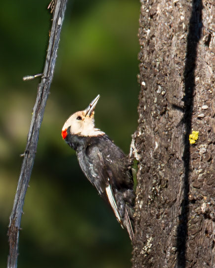 White-headed Woodpecker