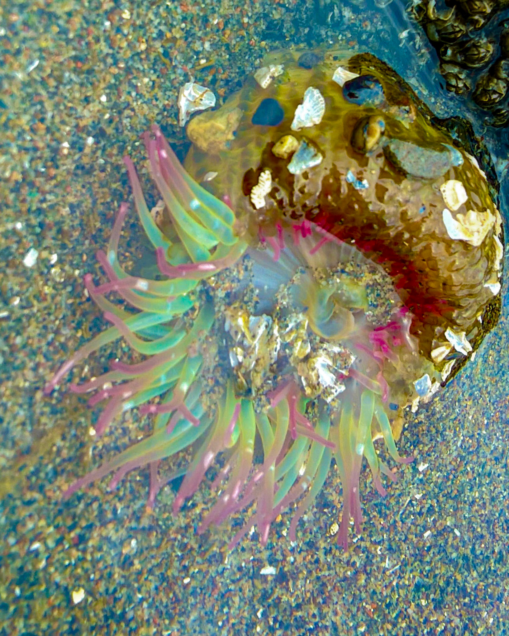 Aggregating anemone, Guemes Island, San Juan Islands, WA