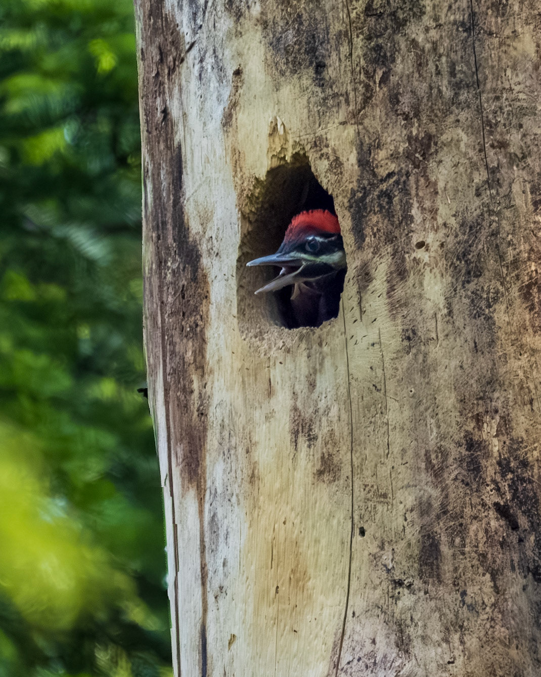 Pileated woodpecker chick