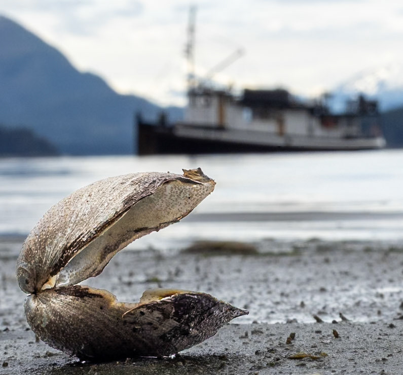 Clam, mv David B in background, Wood Spit, AK