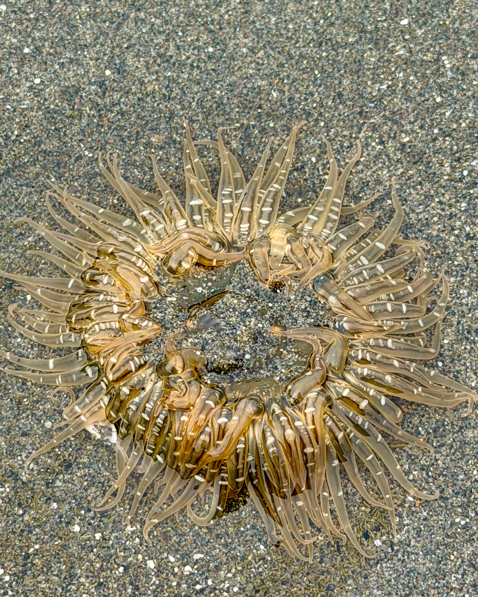 Moonglow anemone, Guemes Island, San Juan Islands, WA