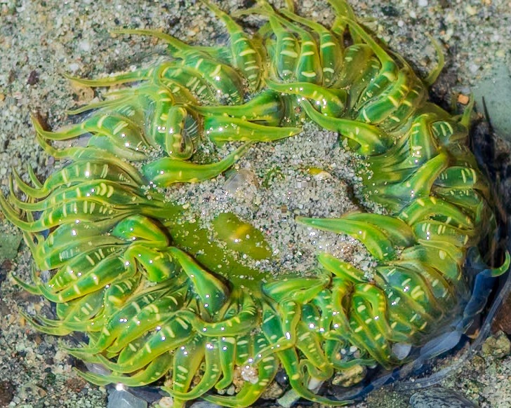 Aggregating anemone, Richmond Beach, Shoreline, WA
