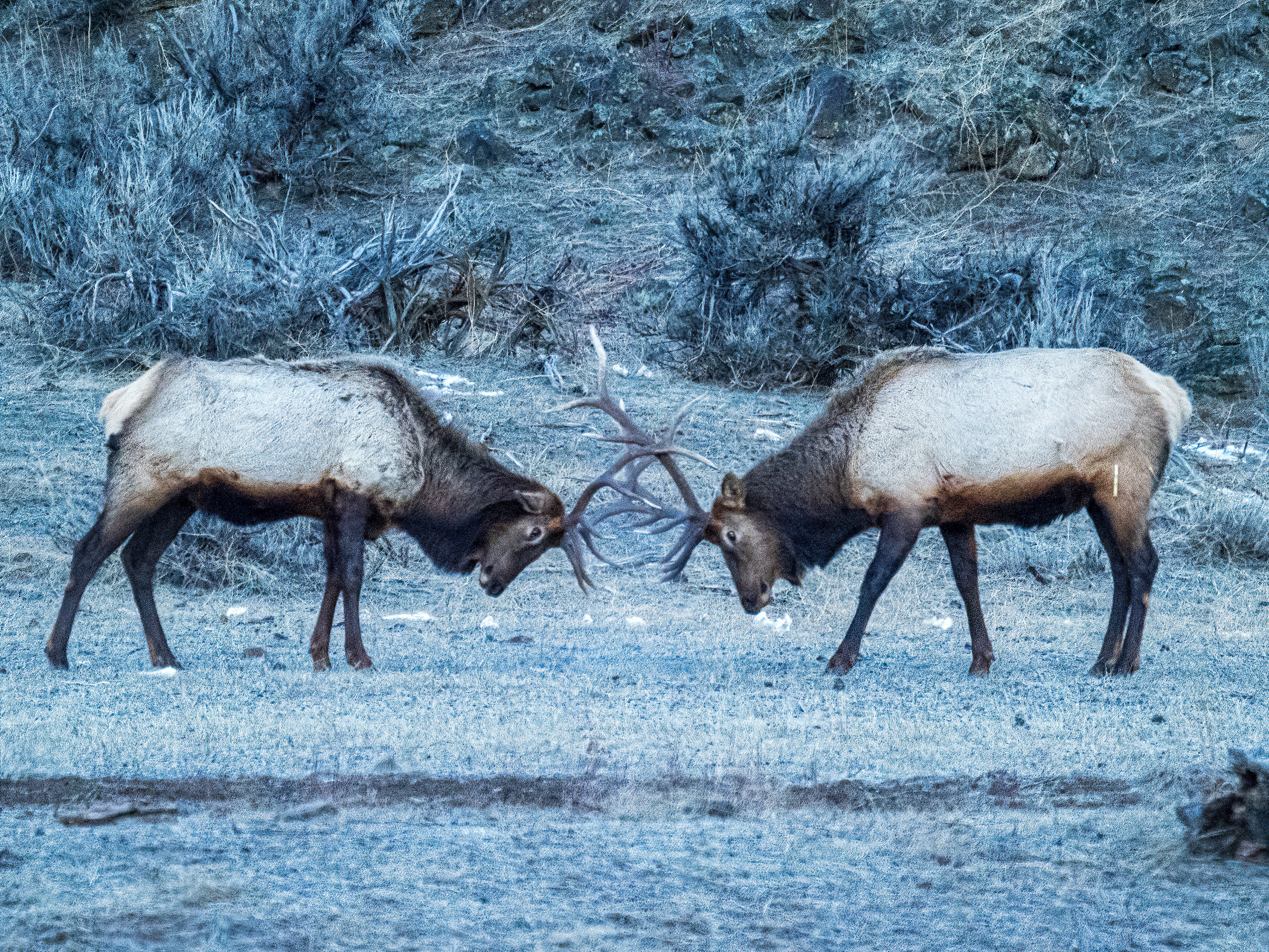 Elk, Oak Creek Wildlife Area, WA