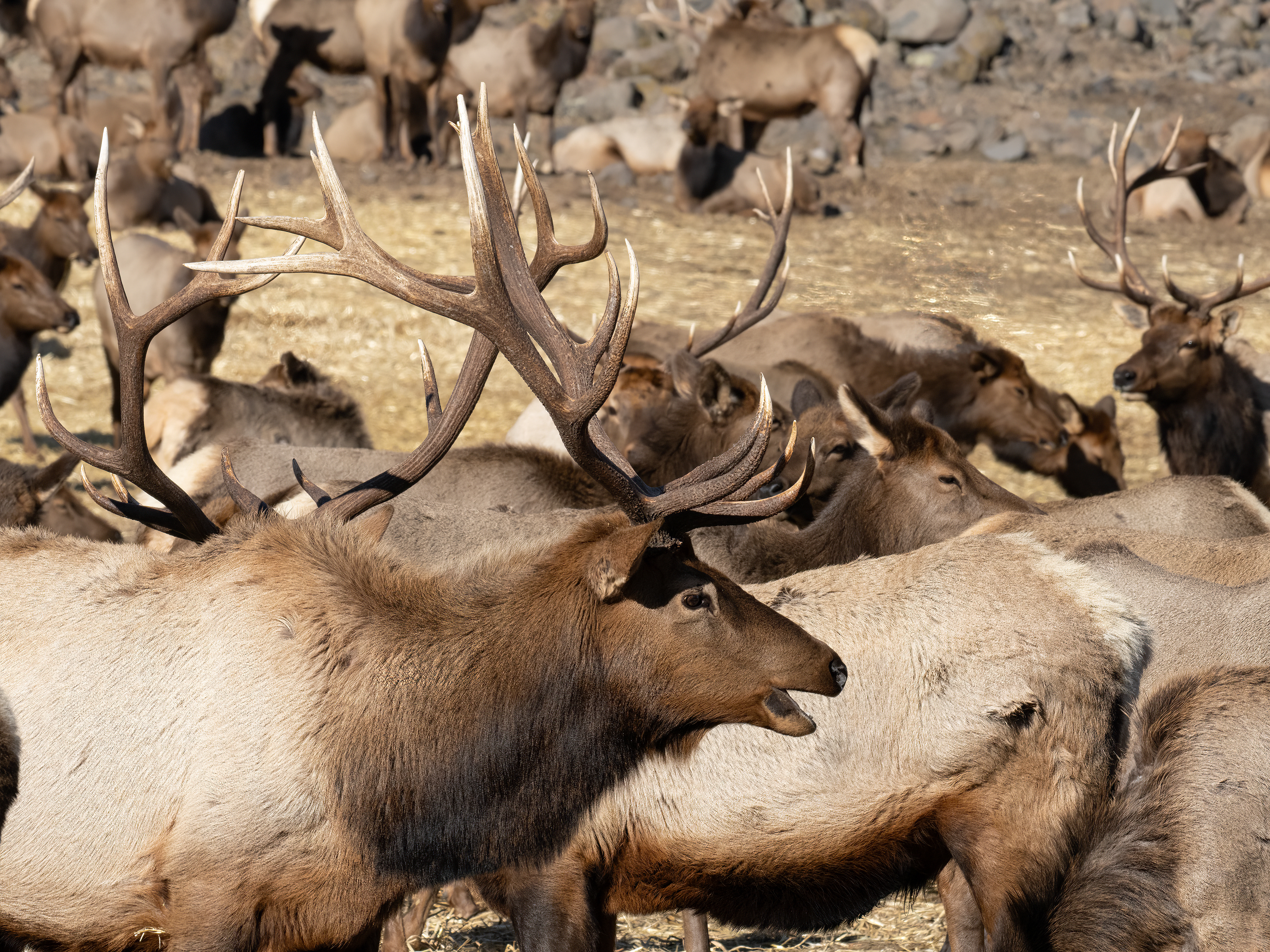Elk, Oak Creek Wildlife Area, WA