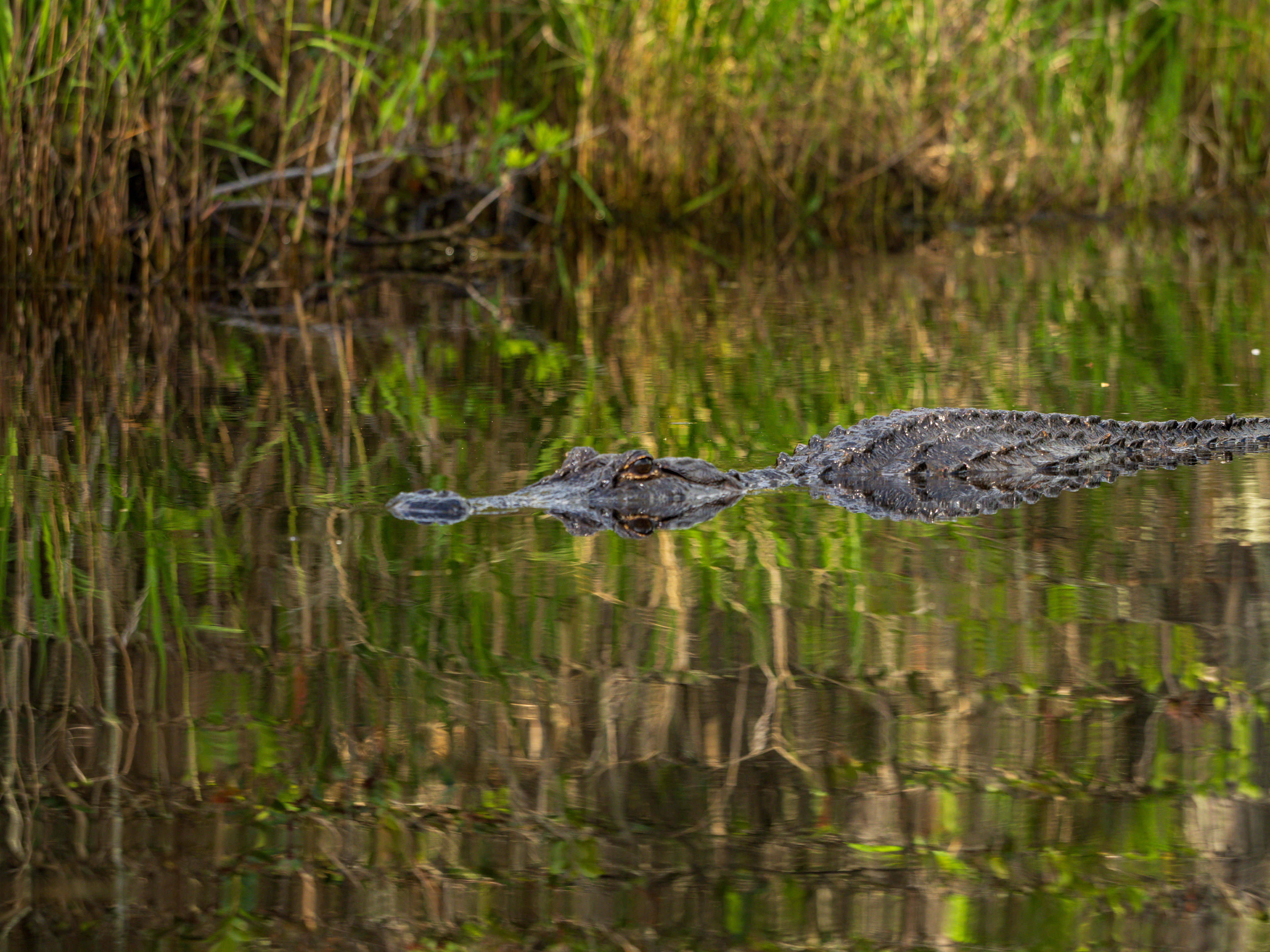 Alligator Watching out