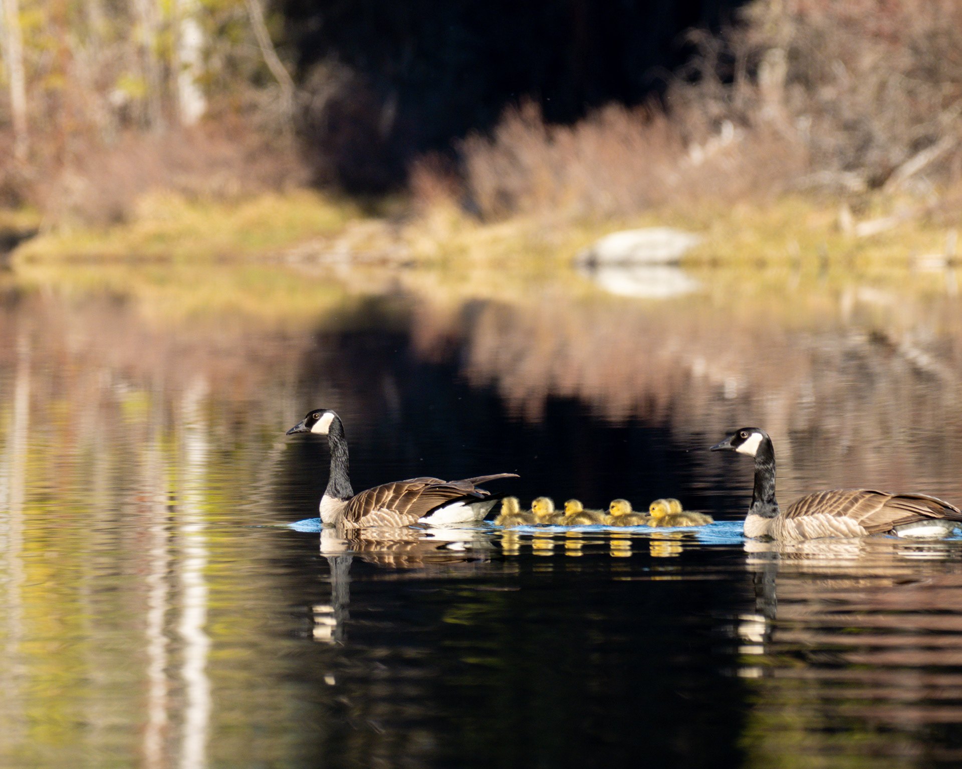 Canadian geese ducklings