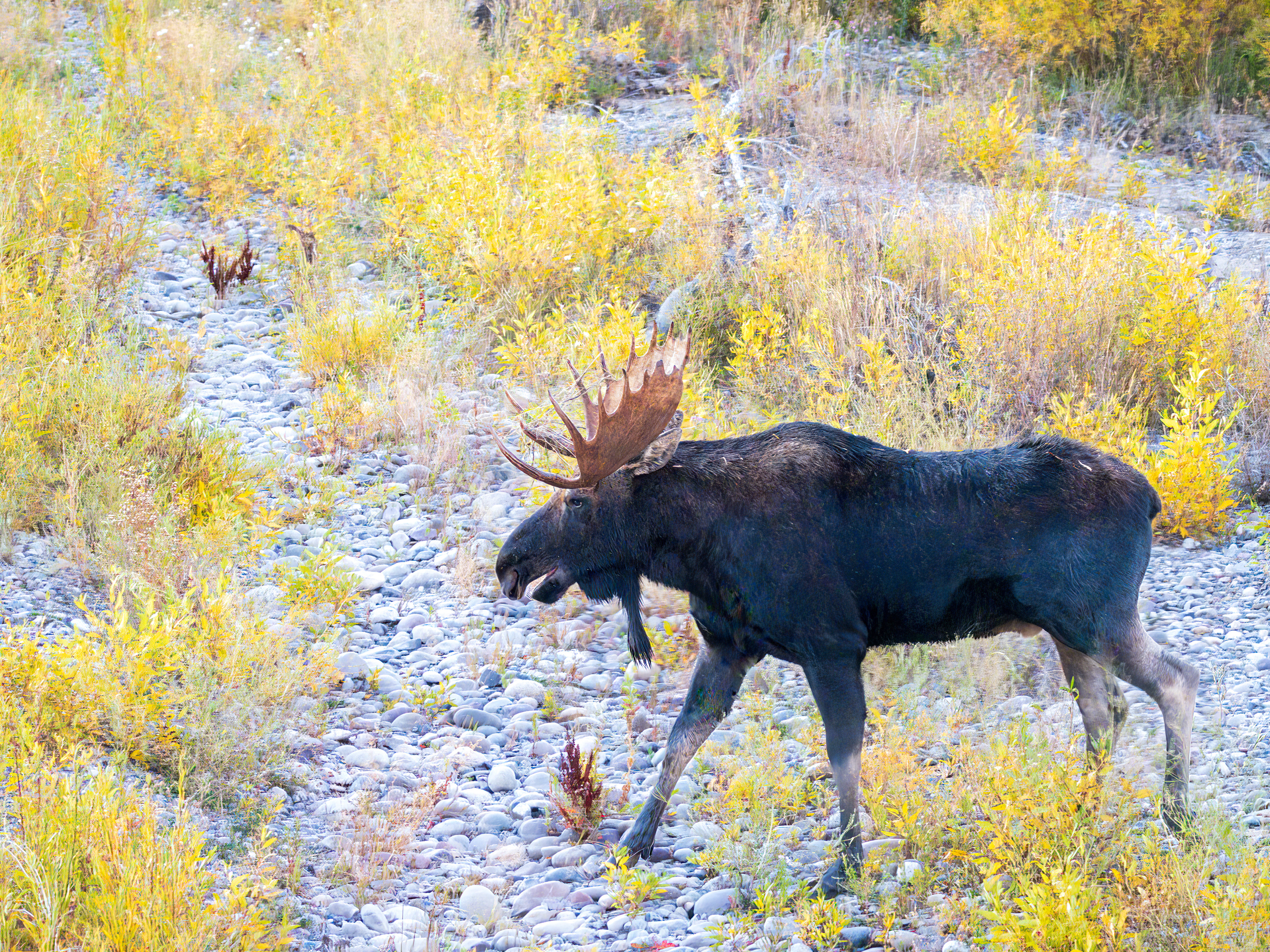 Moose
