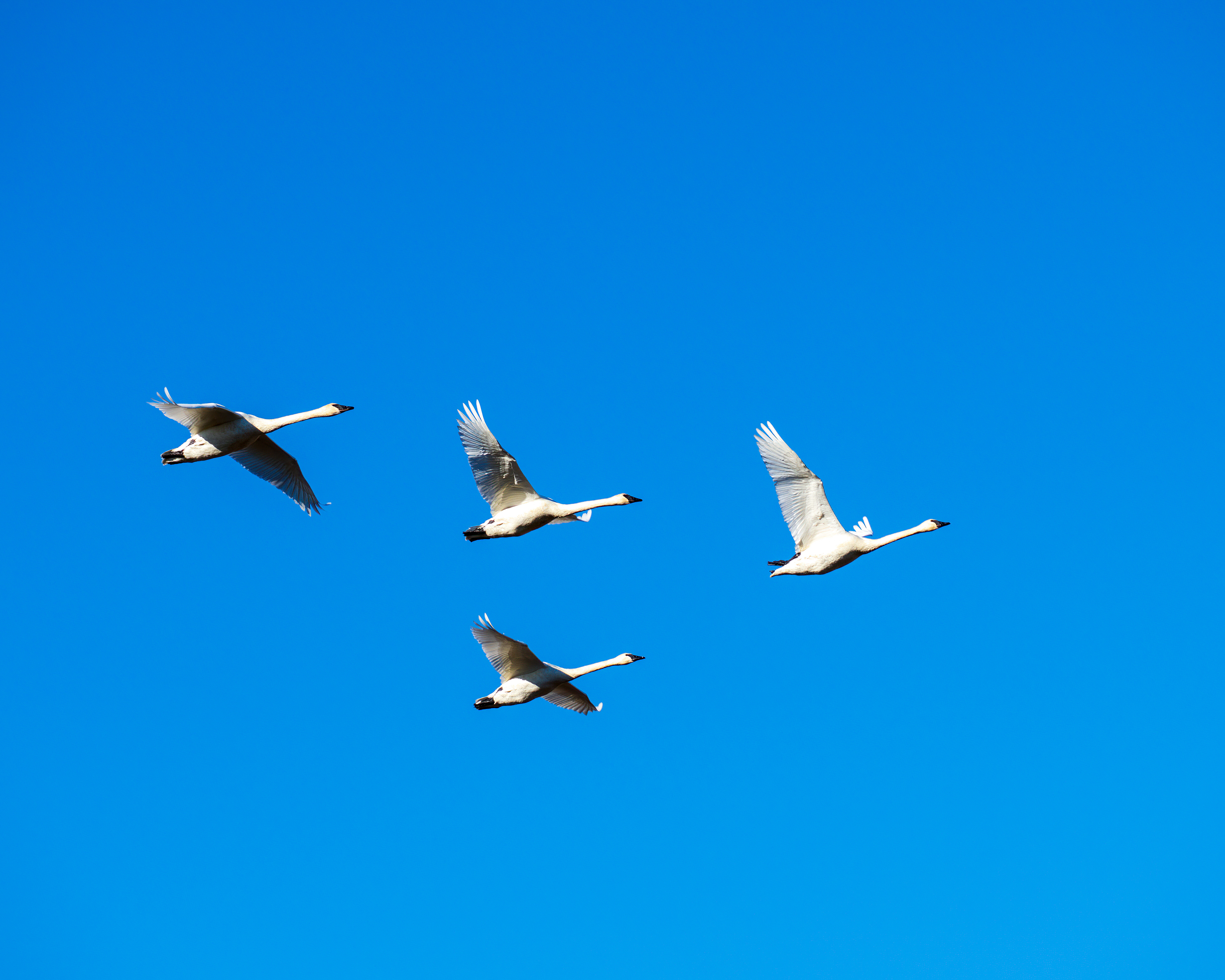 Trumpeter Swans