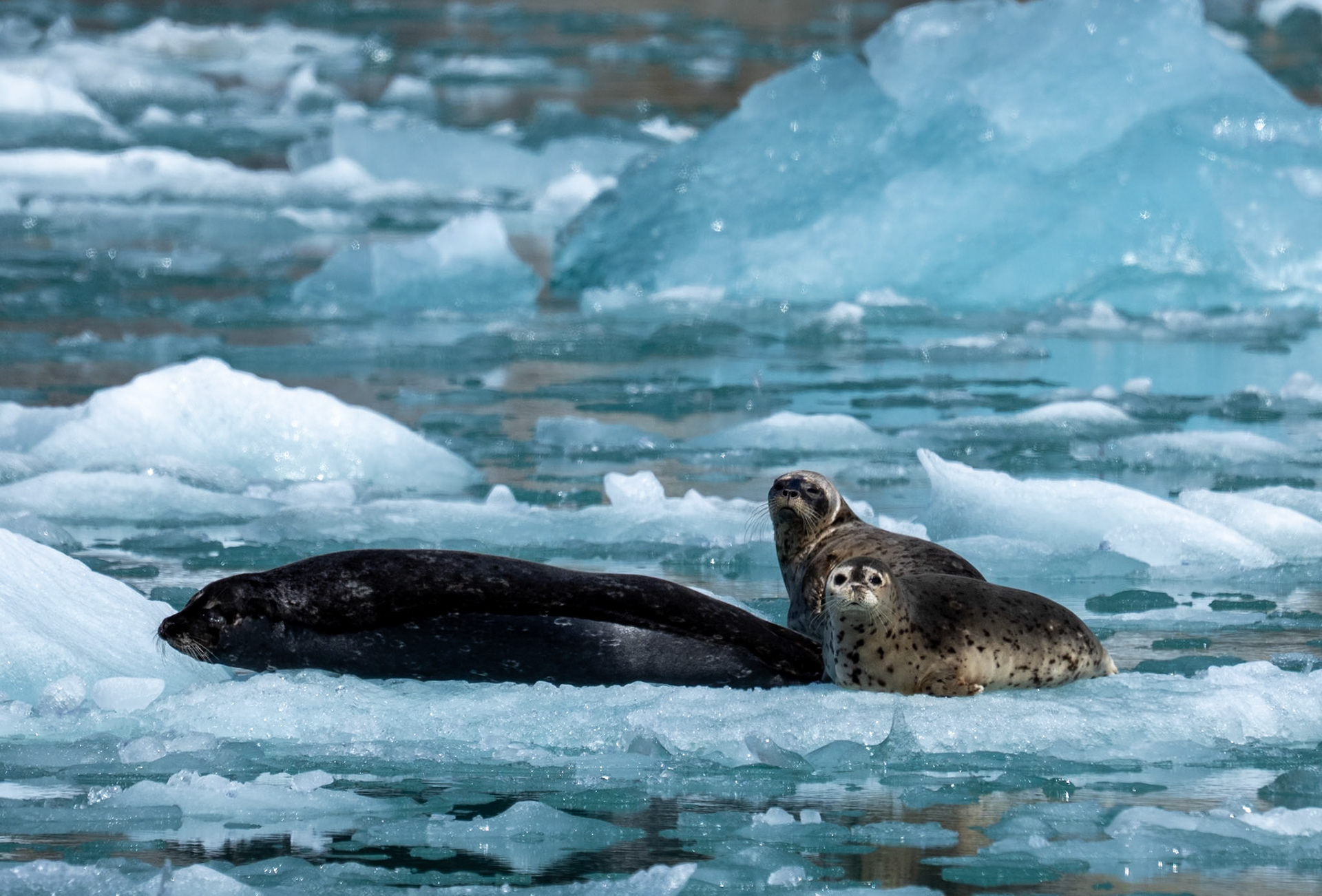 Seals on iceberg, Endicott Arm, AK