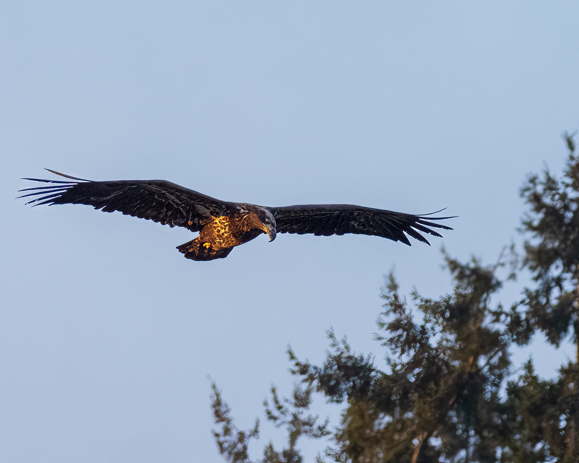 Immature Bald Eagle