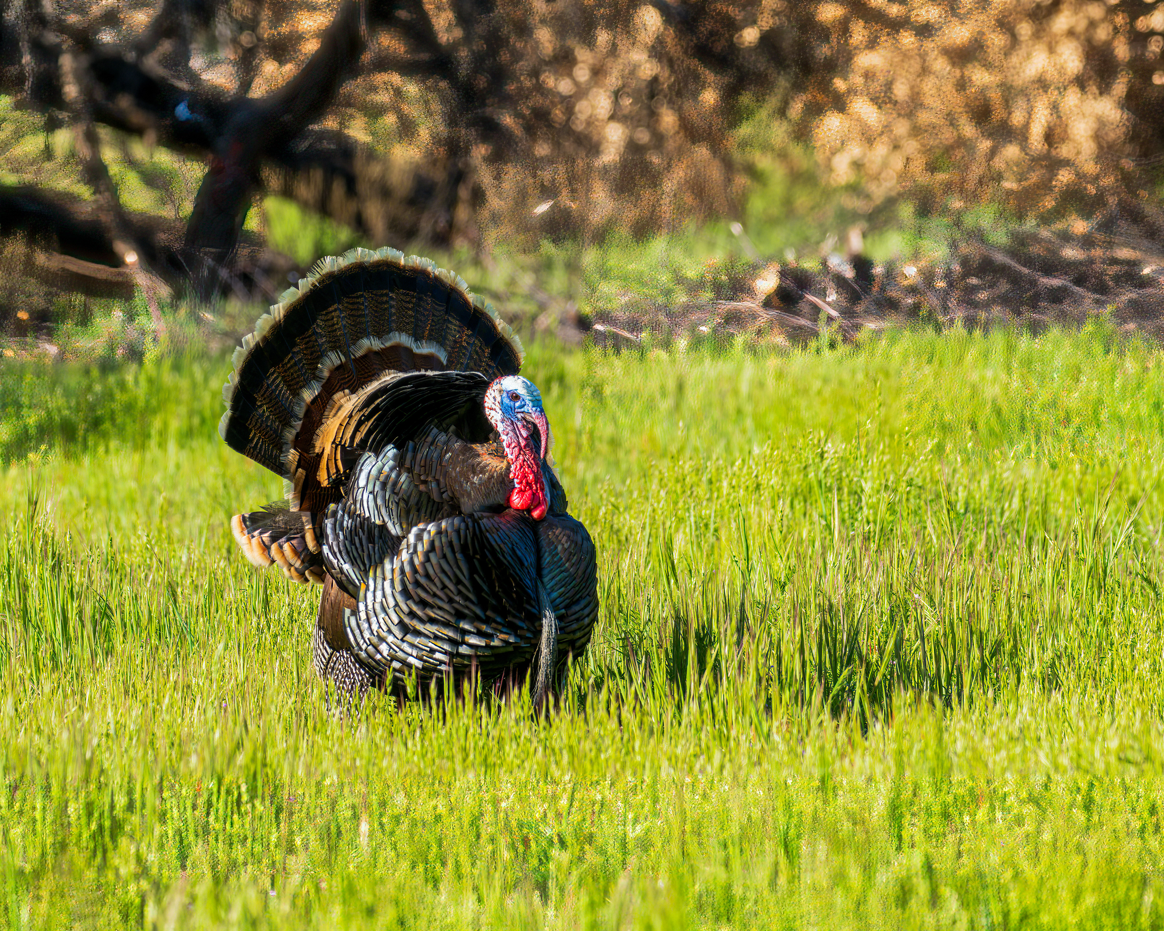 Wild Turkey, Pinnacles National Park, CA