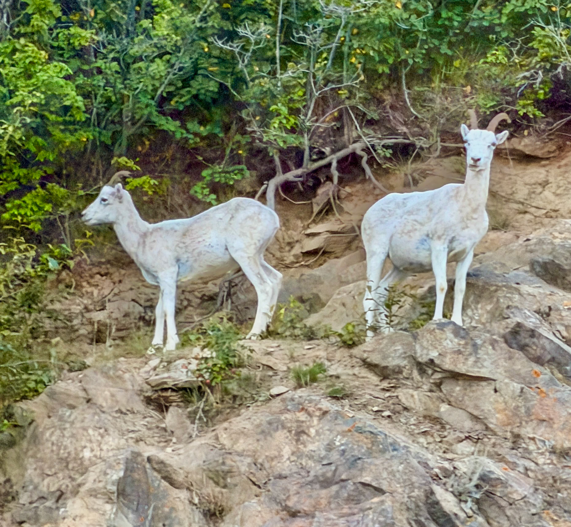 Dall Sheep, Chugach Mountains, AK