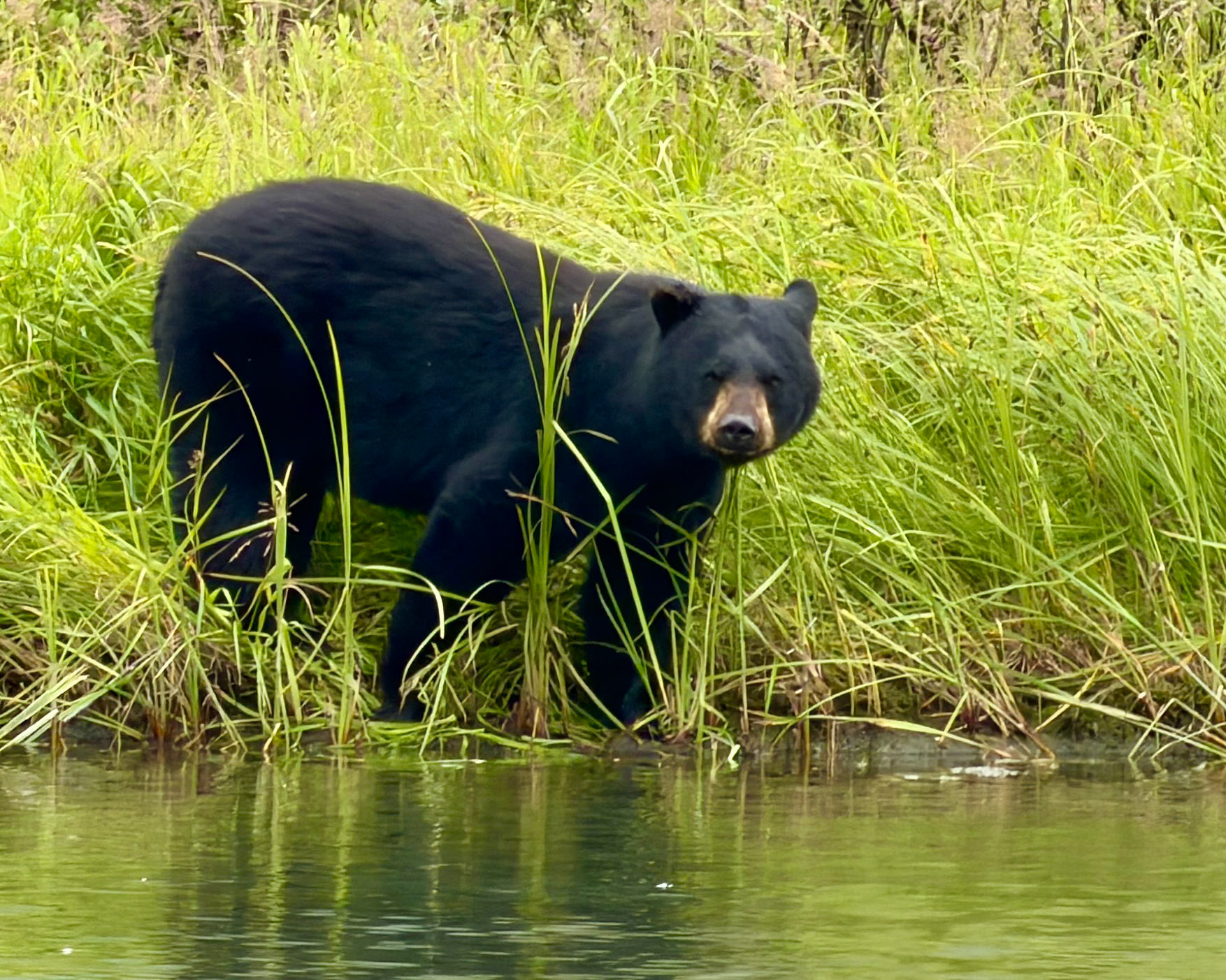 Black Bear, Kenai Fjords National Park, AK