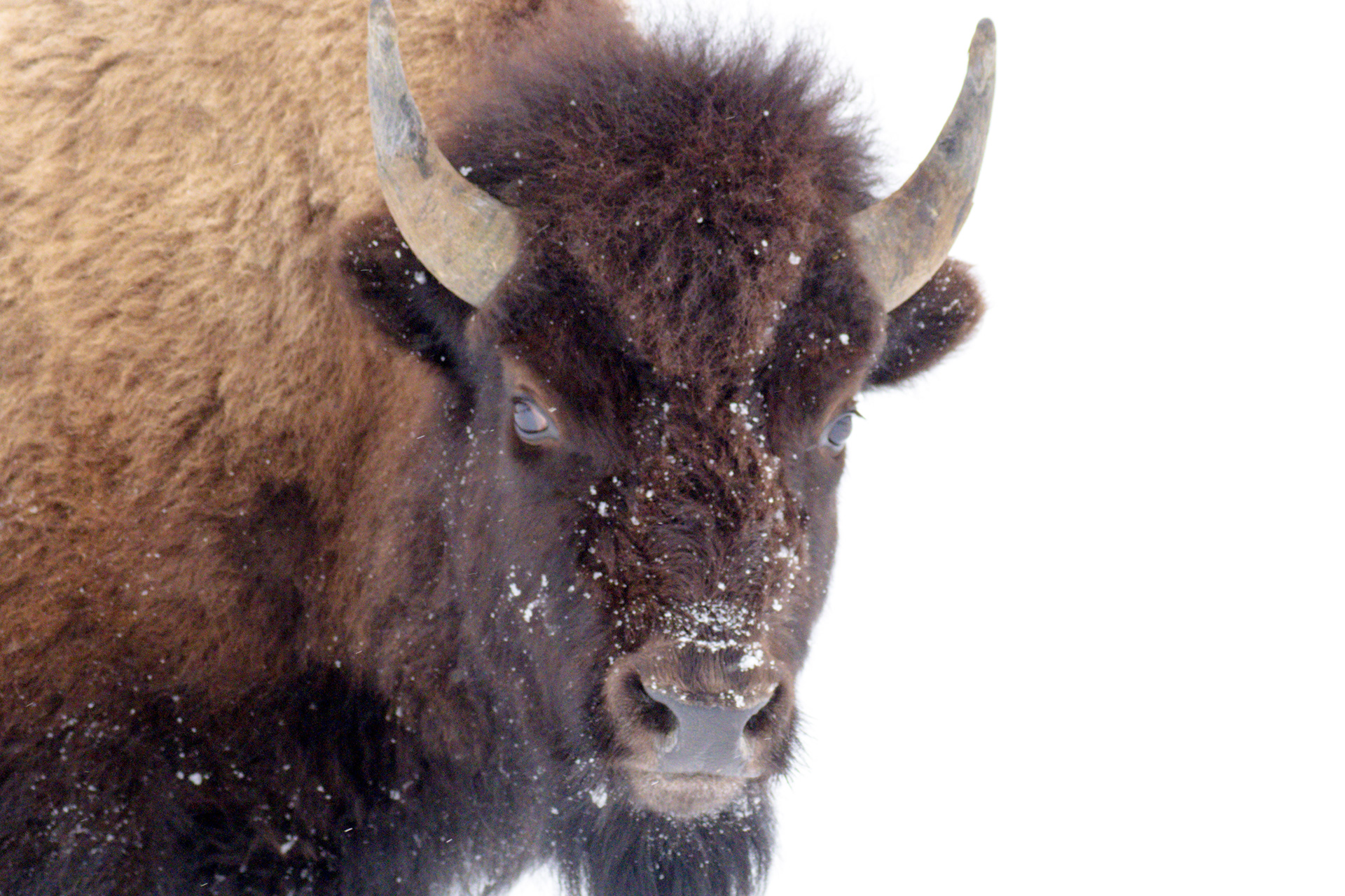 Bison, Yellowstone NP