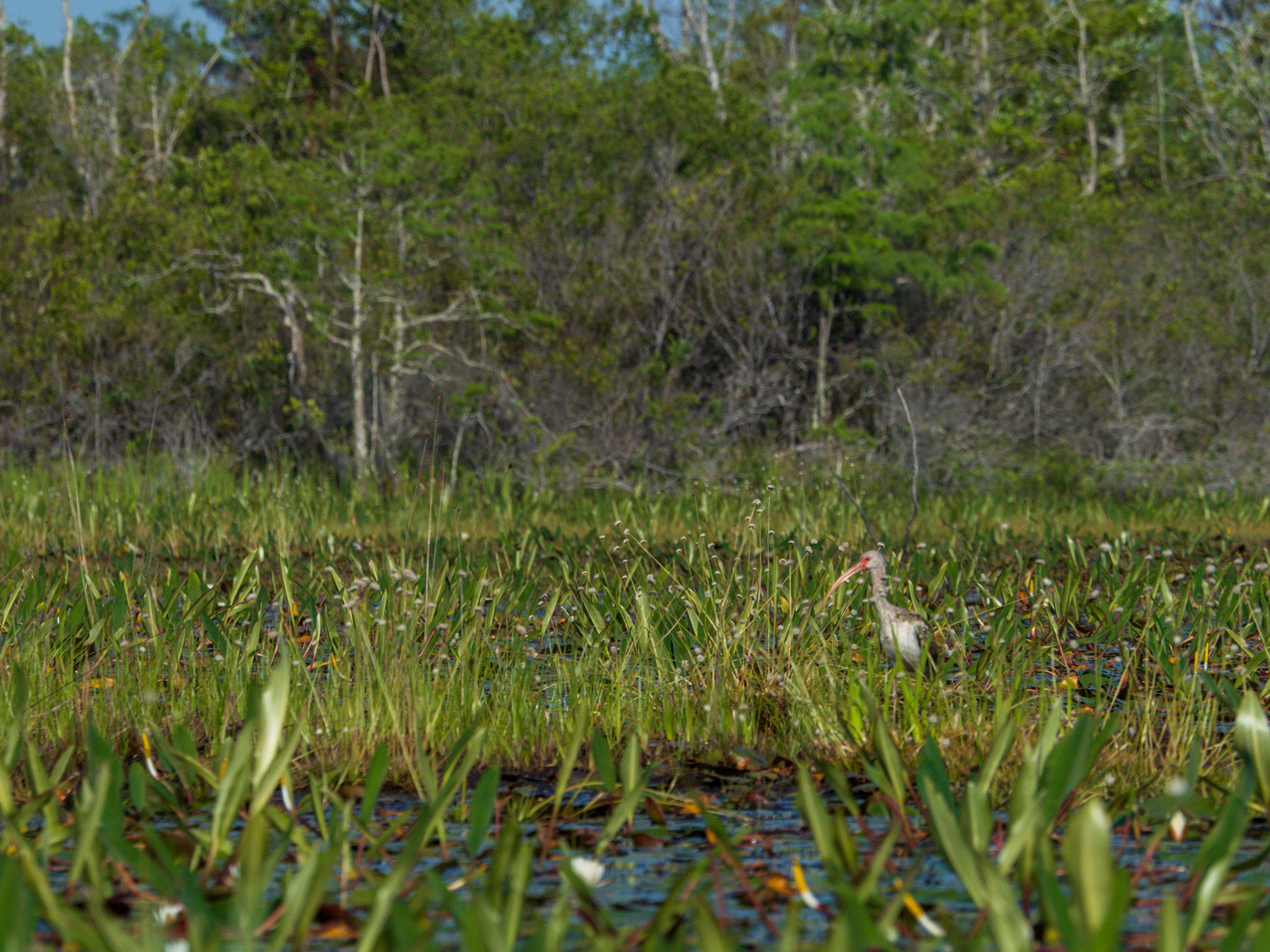 White Ibis in the prairie
