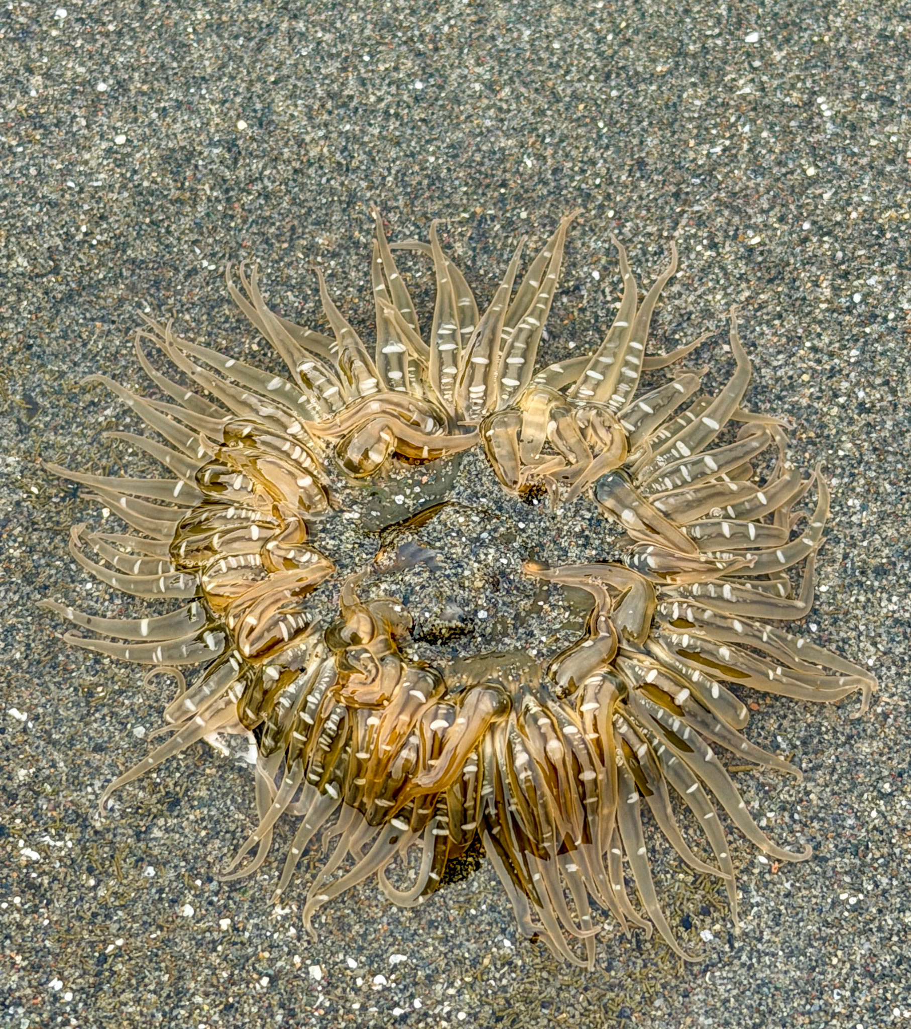 Moonglow anemone, Guemis Island, San Juan Islands, WA