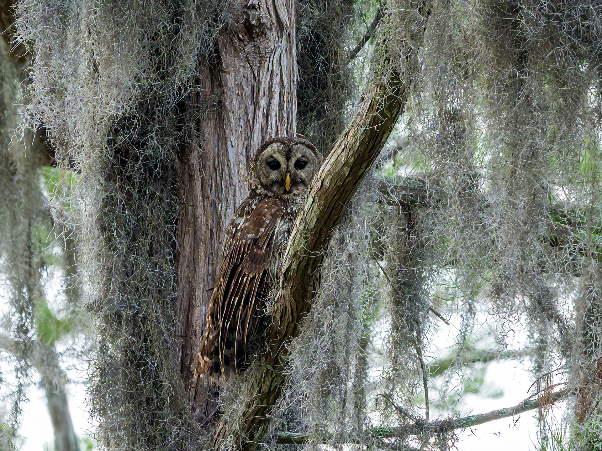 Barred Owl