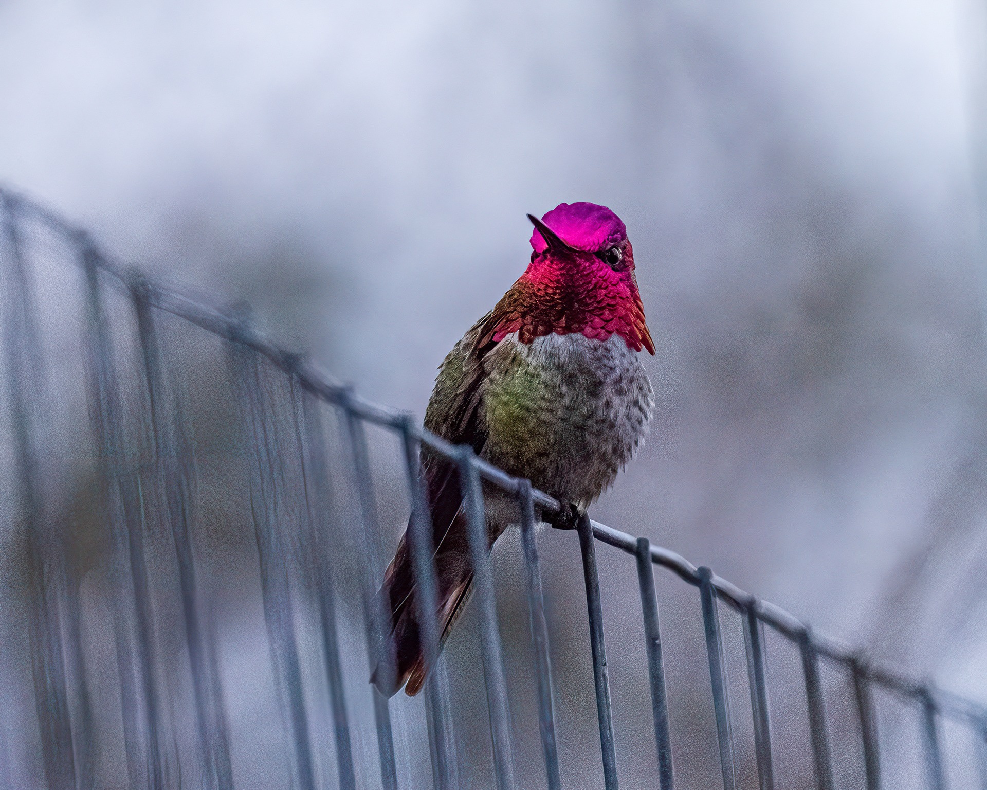 Anna's hummingbird
