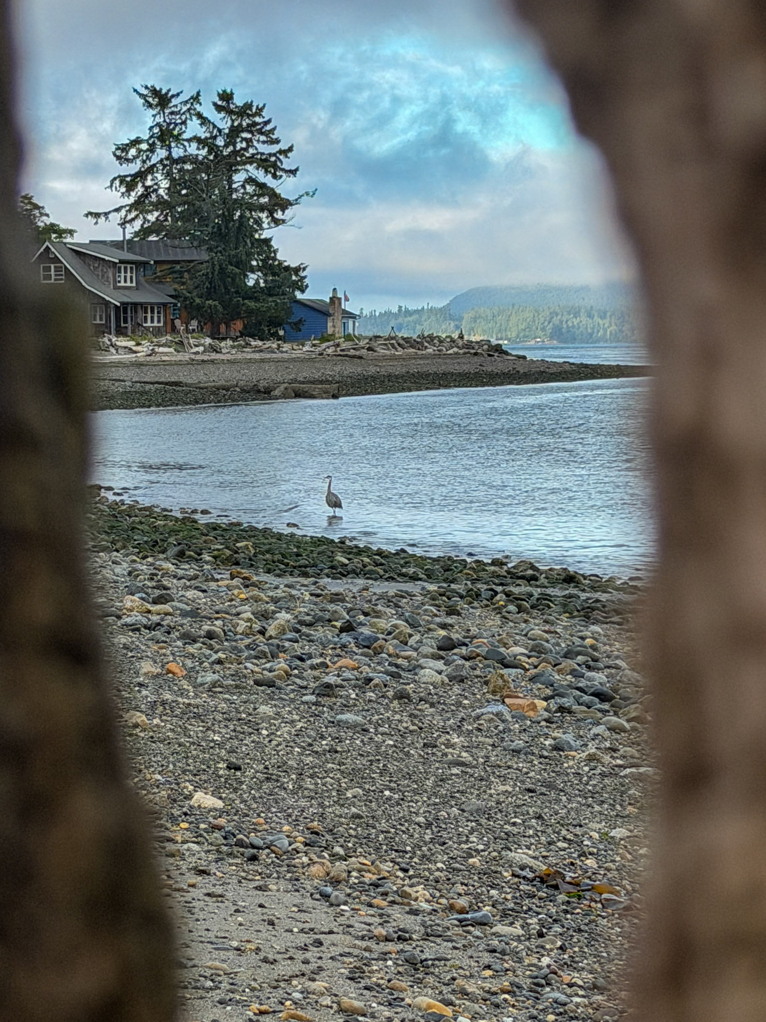 Great Blue Heron, Low Tide, Guemes Island, San Juan Islands, WA