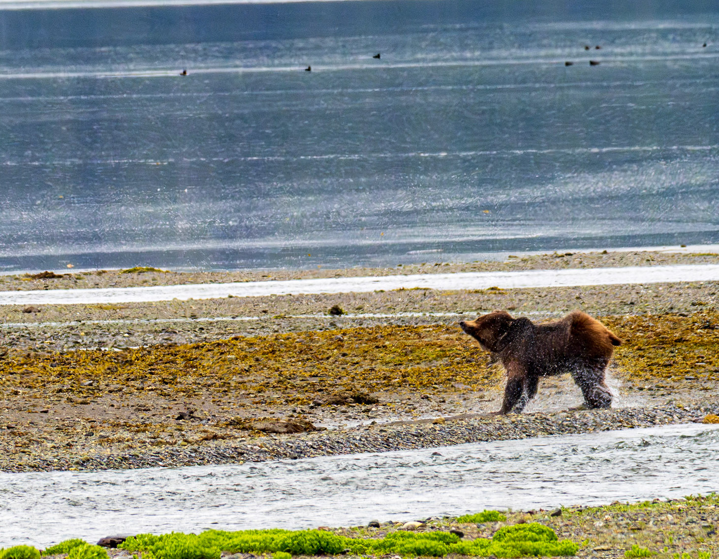 "Coco", 3.5 year old female brown bear, shakes off, Pack Creek, AK