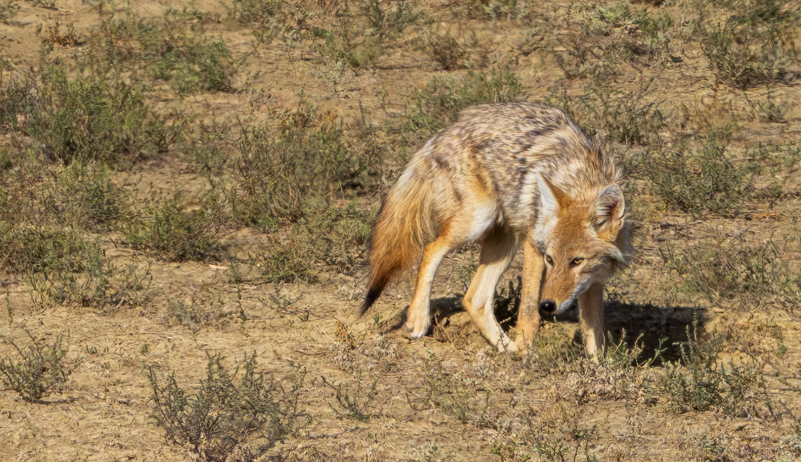 Coyote stalks Prairie Dog, Badlands National Park, SD