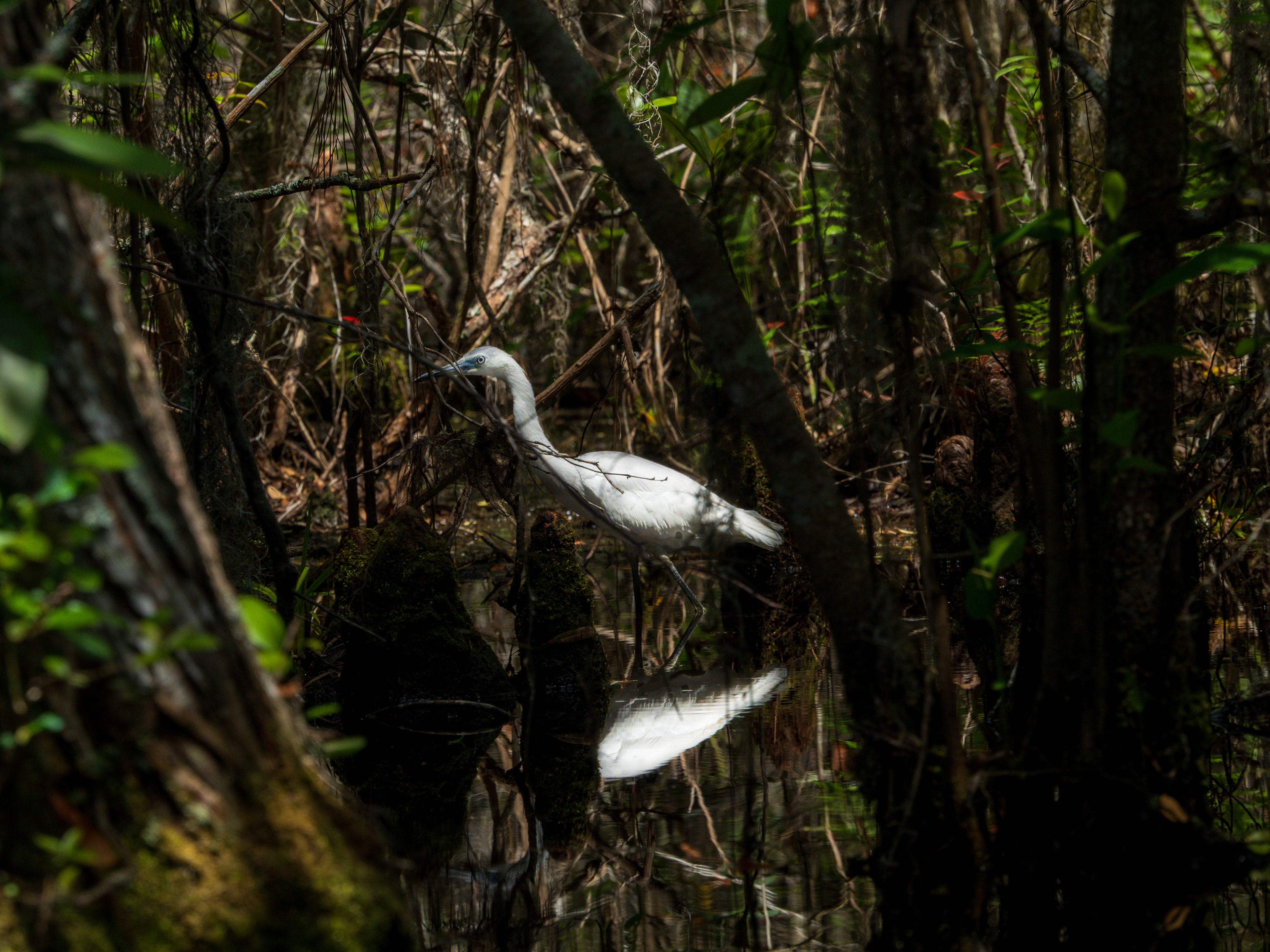 Egret