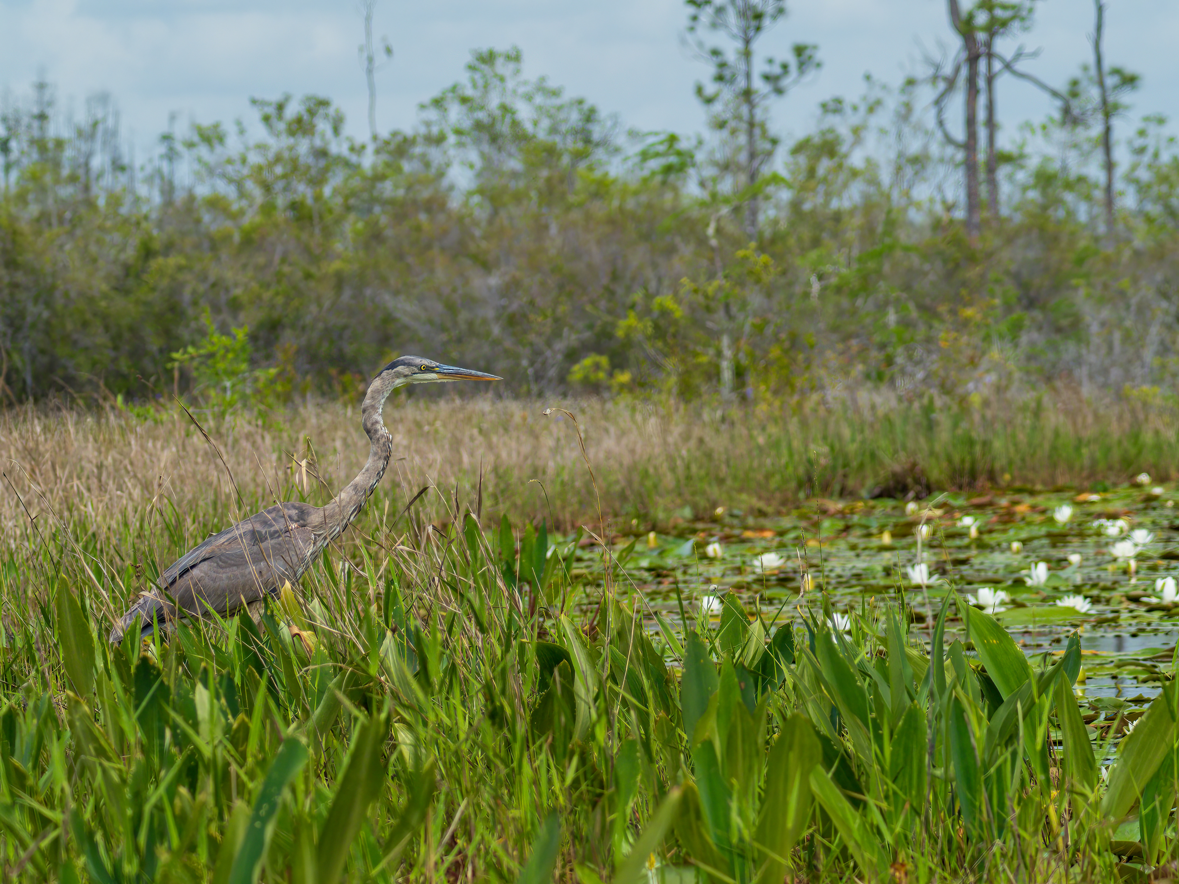 Great Blue Heron