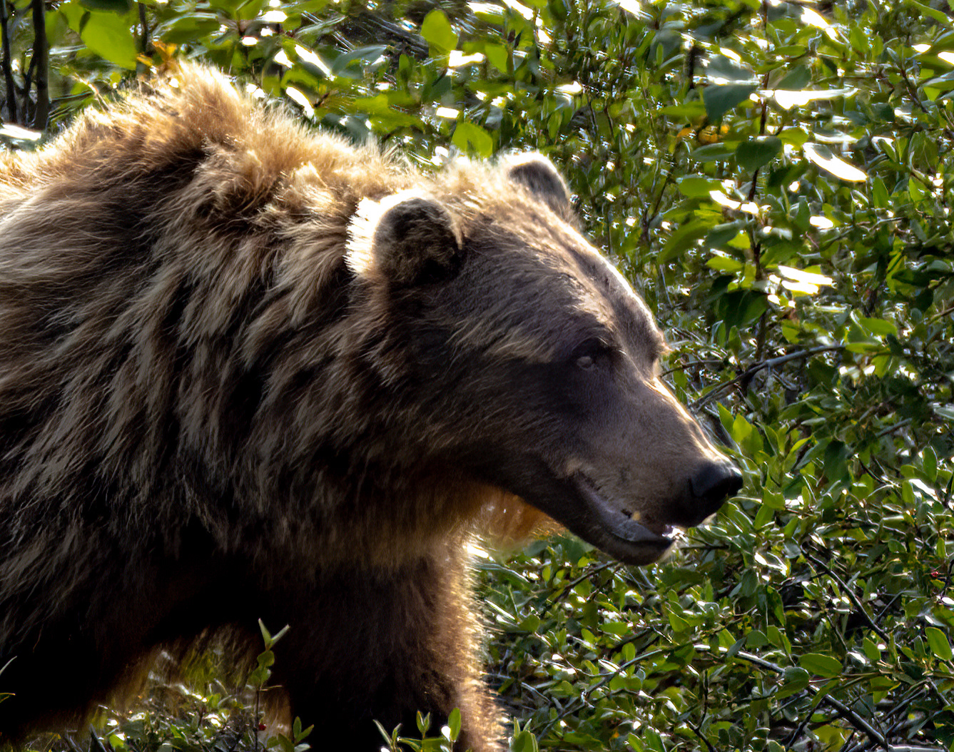 Grizzly Bear, Denali NP