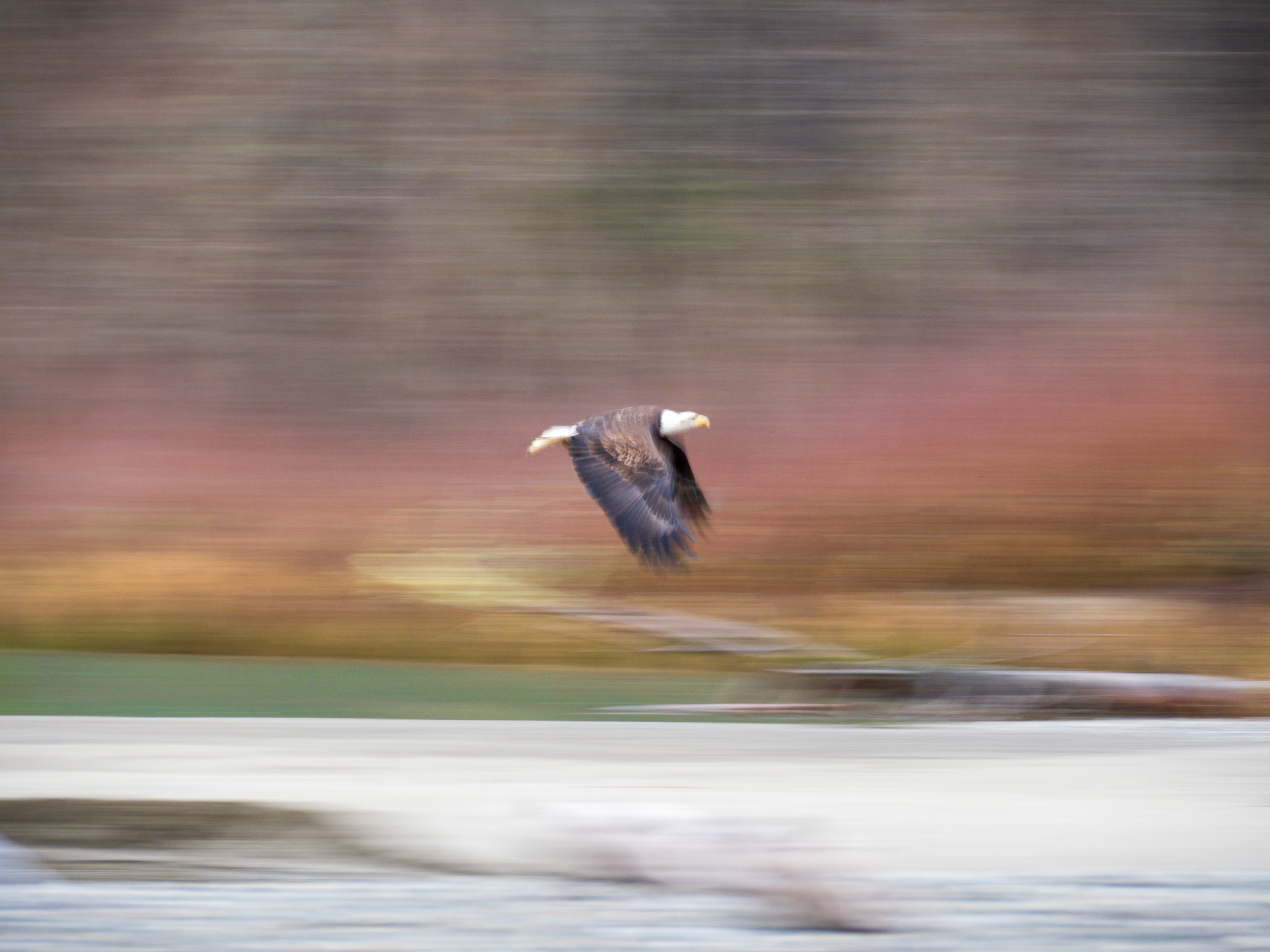 Bald Eagle, in motion
