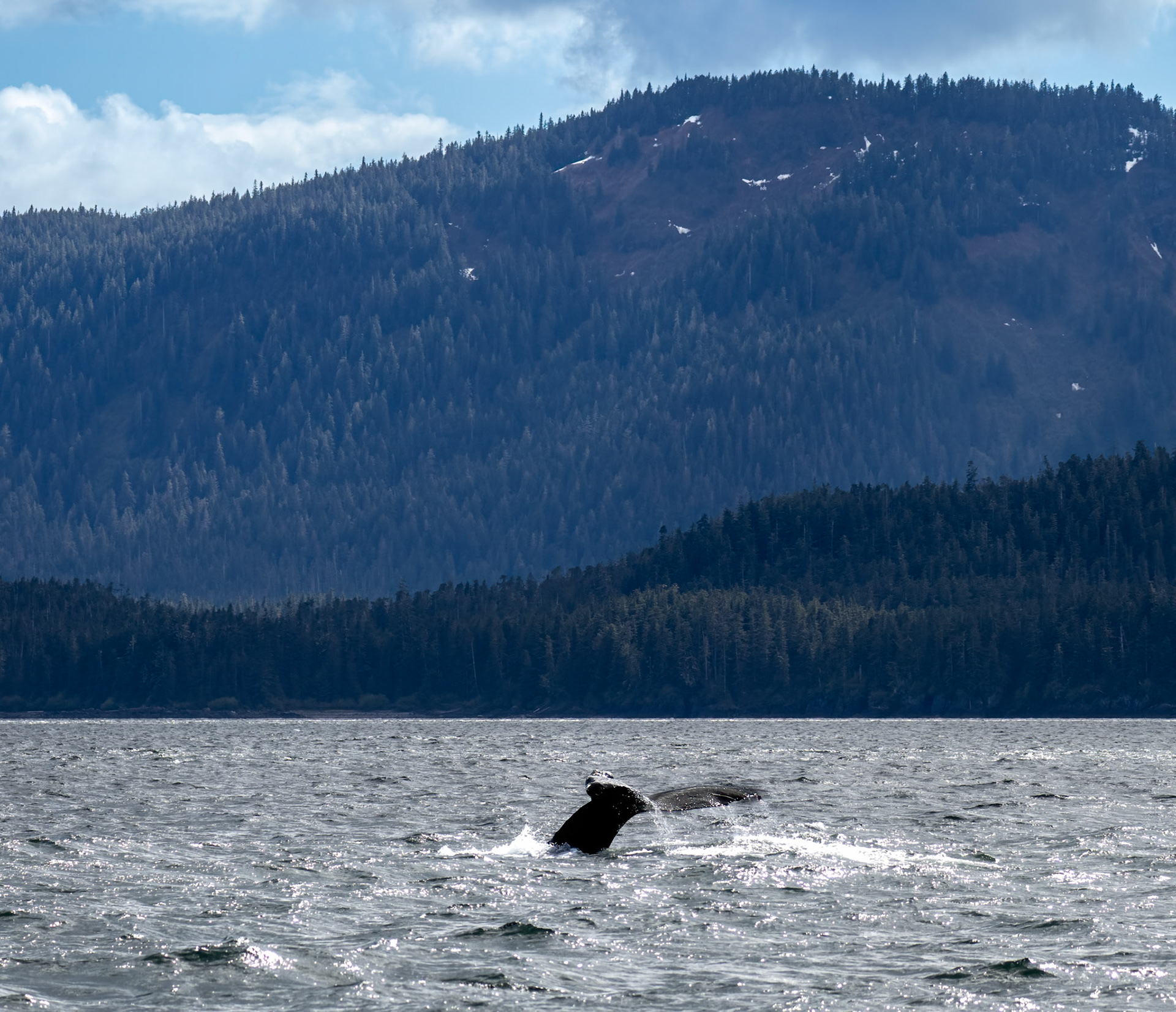 Humback whale, "Sounding", Stephens Passage, AK