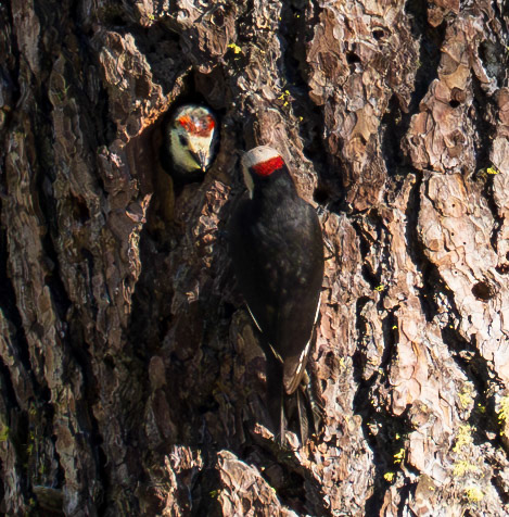 White Headed Woodpecker chick after mom's food