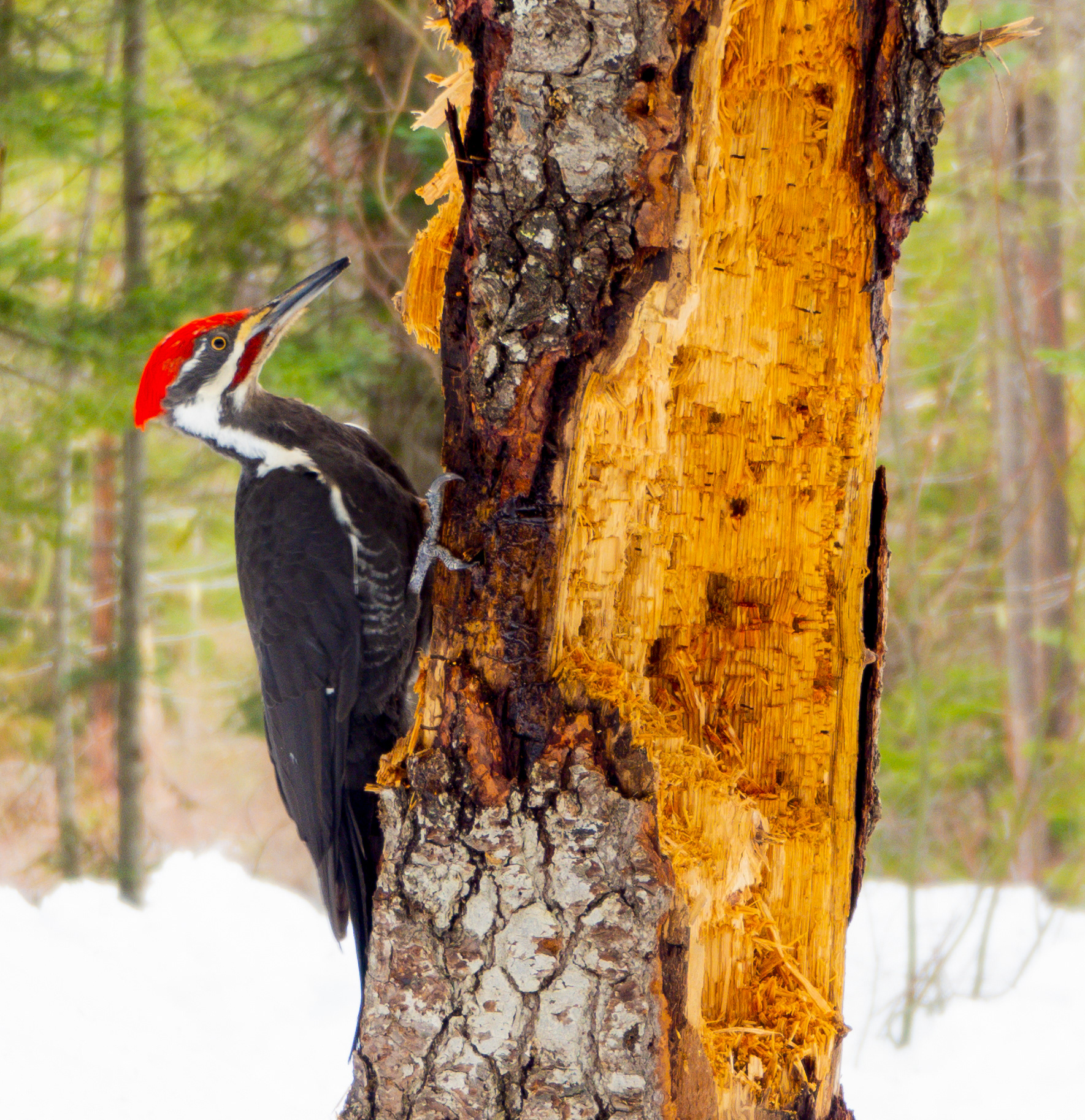 Piliated Woodpecker