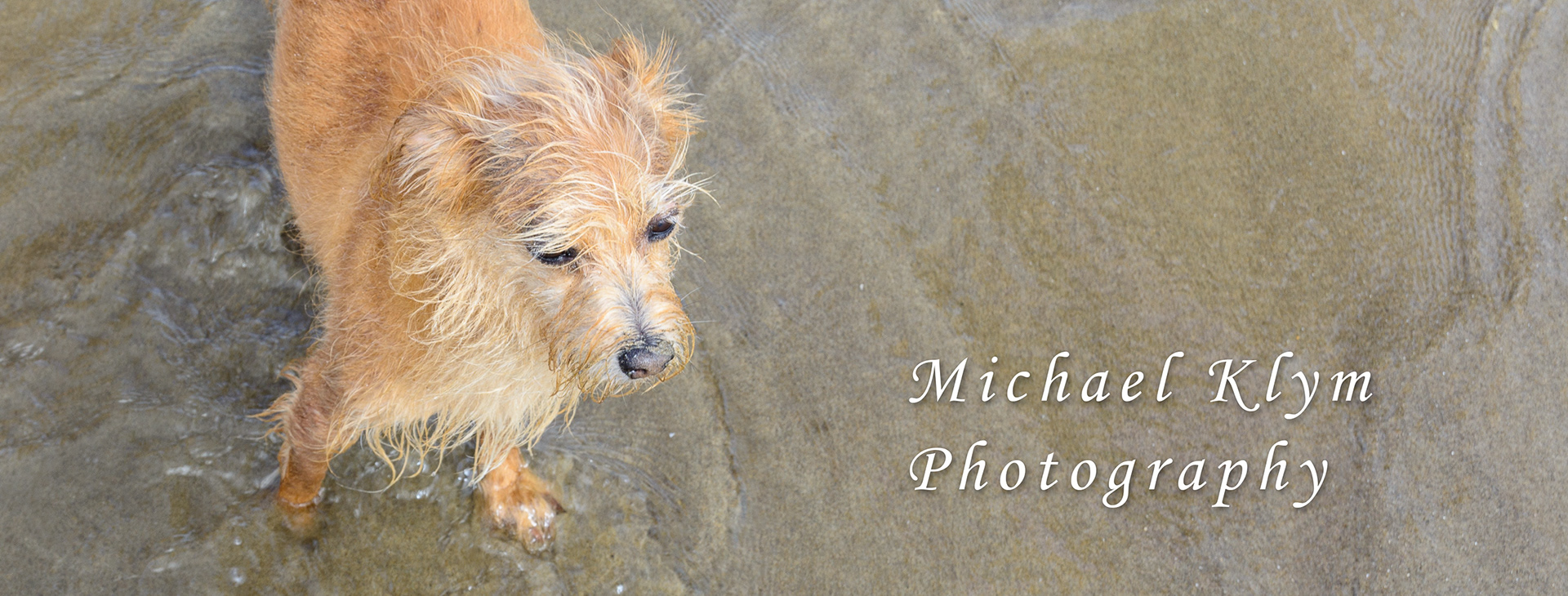 Photo of a wet dog standing on the sandy beach with the text 'Michael Klym Photography' overlayed.
