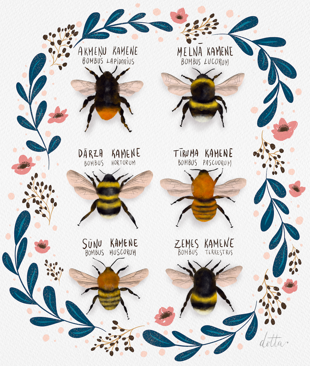 Ilustrācija "Kamenes", radīta ar mērķi parādīt kameņu sugu daudzveidību Latvijā, 2021