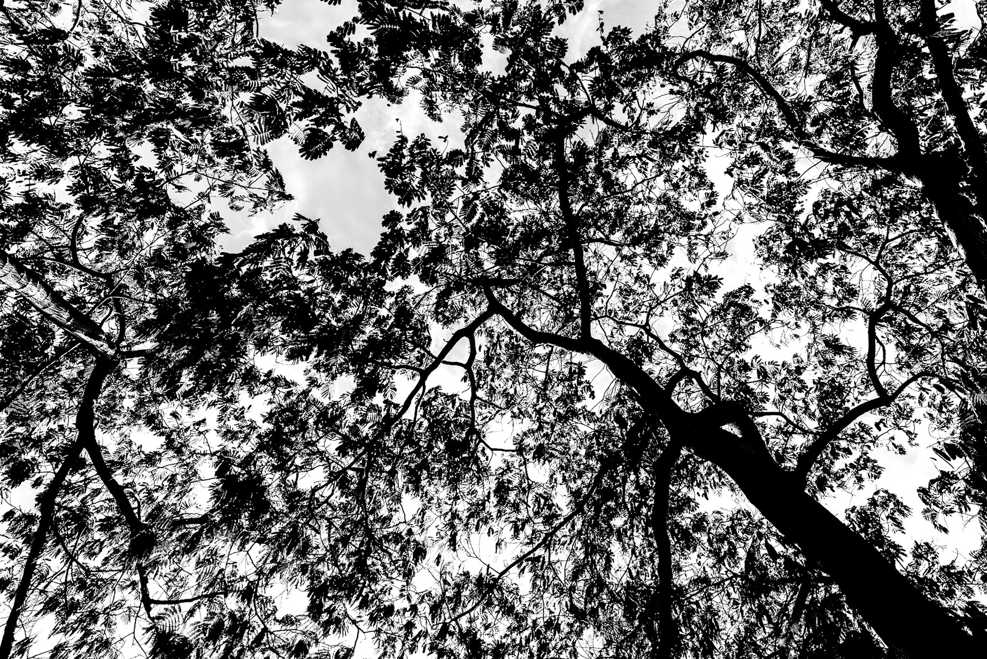 Branches and leaves in Los Angeles.