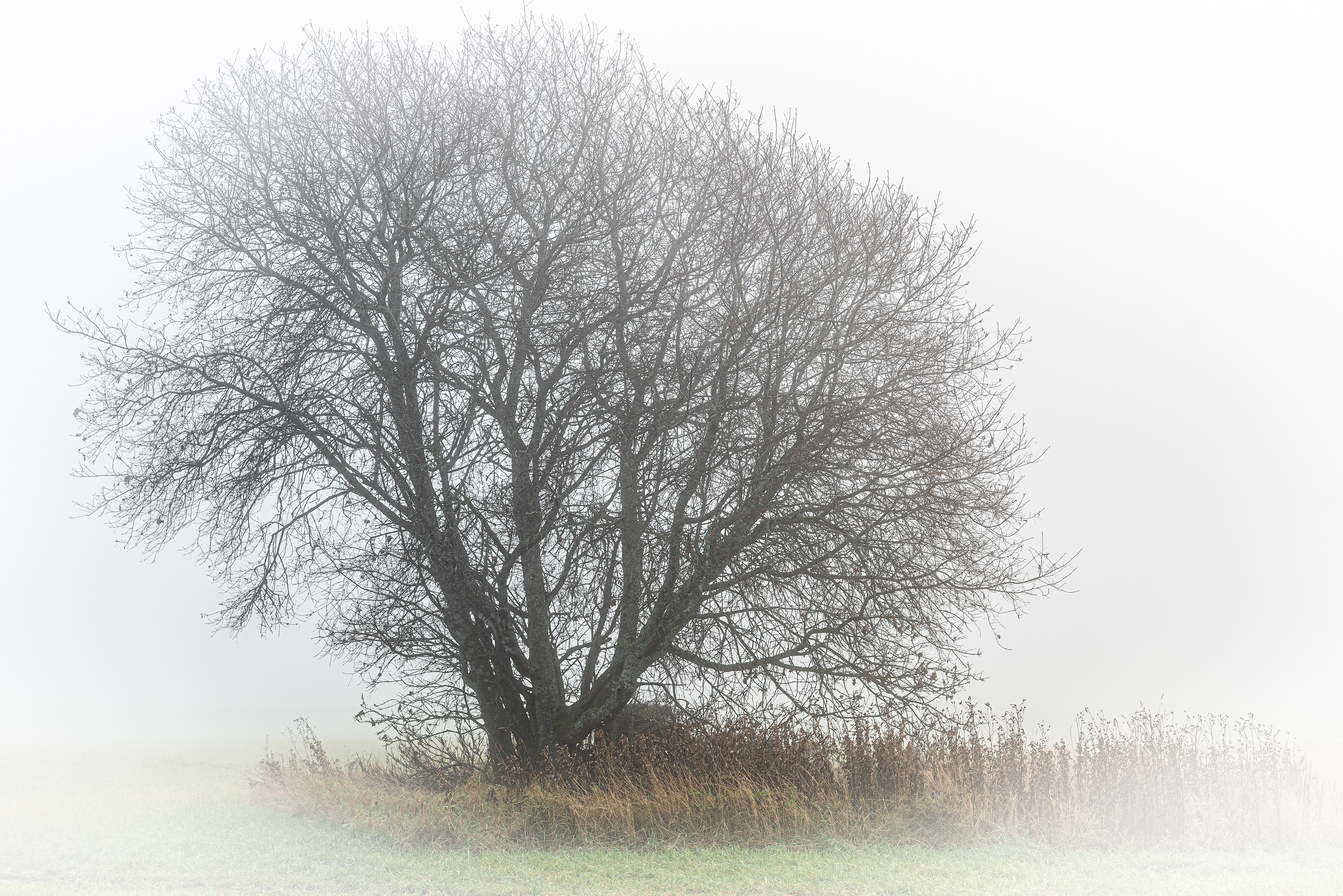 Tree in fog