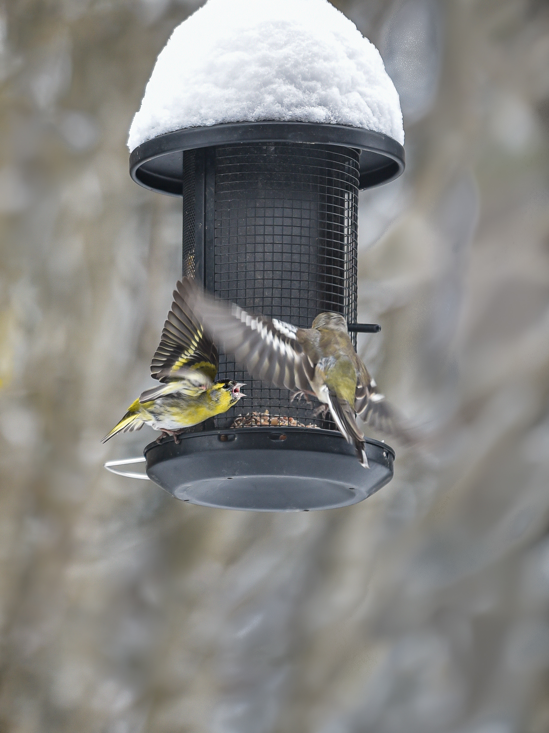 Fight at the bird feeder