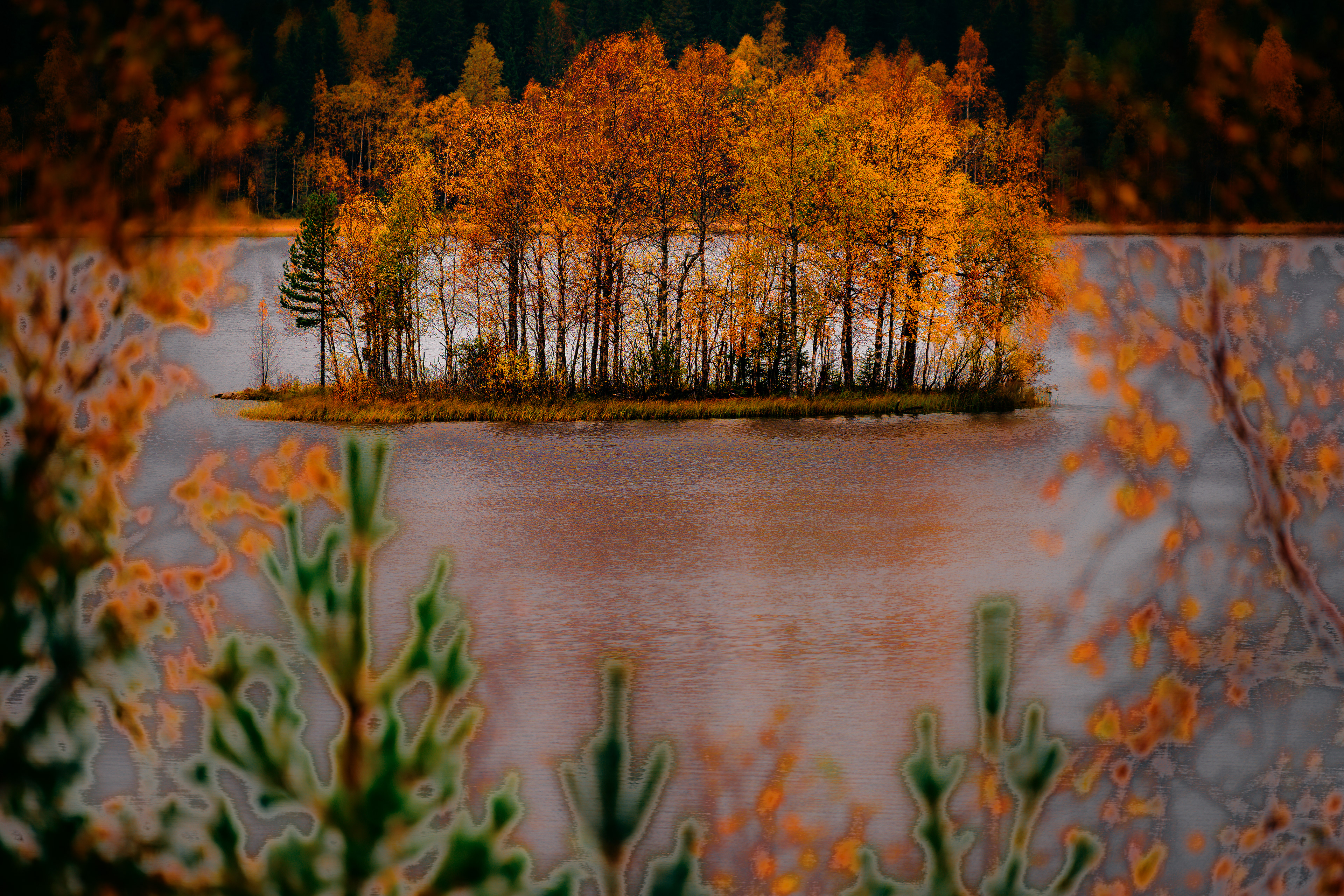 Small island with autumn colors in a little lake in Sweden.