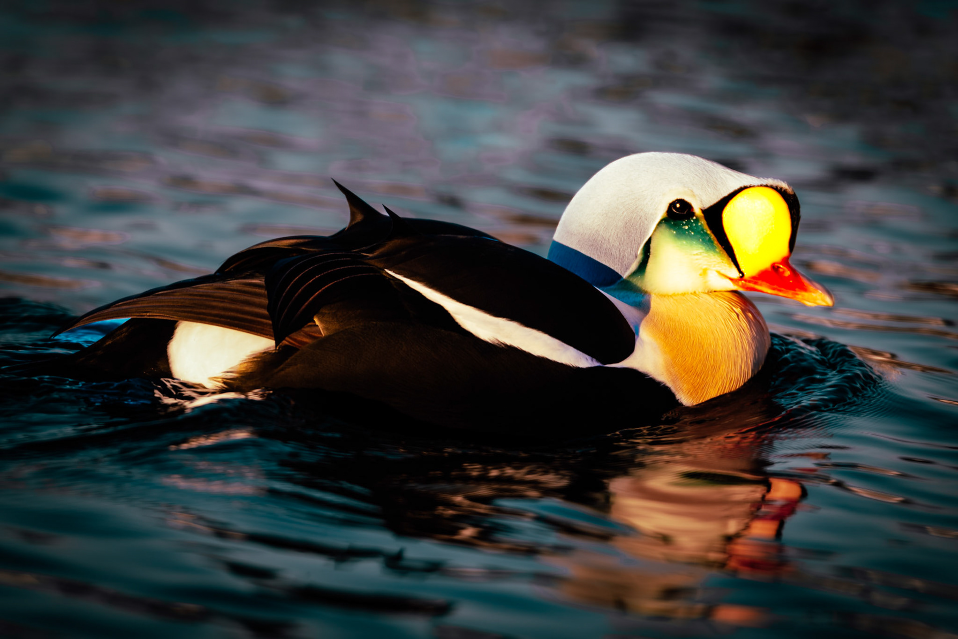 King Eider (Somateria spectabilis) in the Arctic Sea, Båtsfjord, Norway. Had traveled with Hurtigruten to Båtsfjord at the end of March 2016