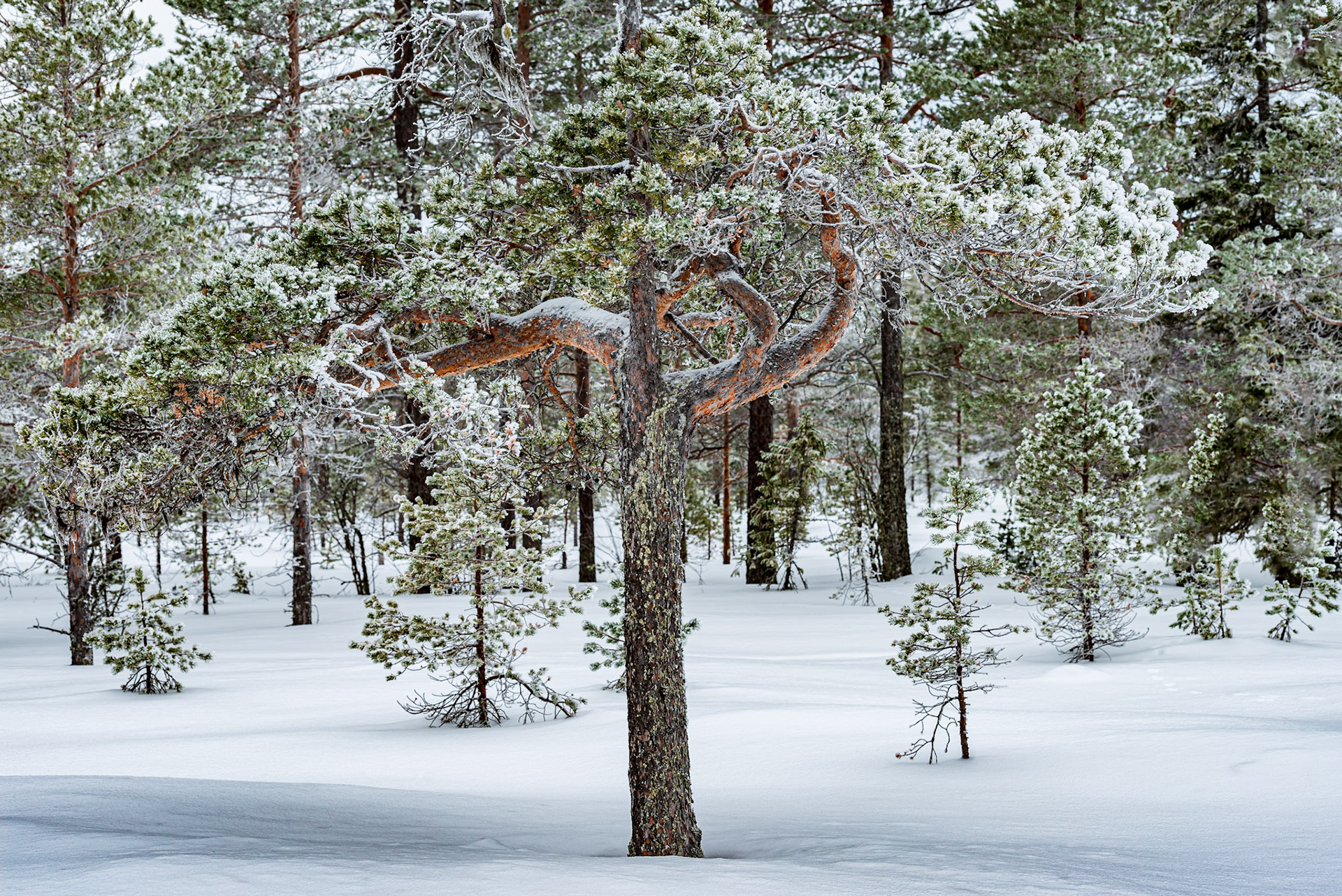 Pine tree in snow on a bog in winter.​ The image is taken in Svartsjöarna, close to Östersund.