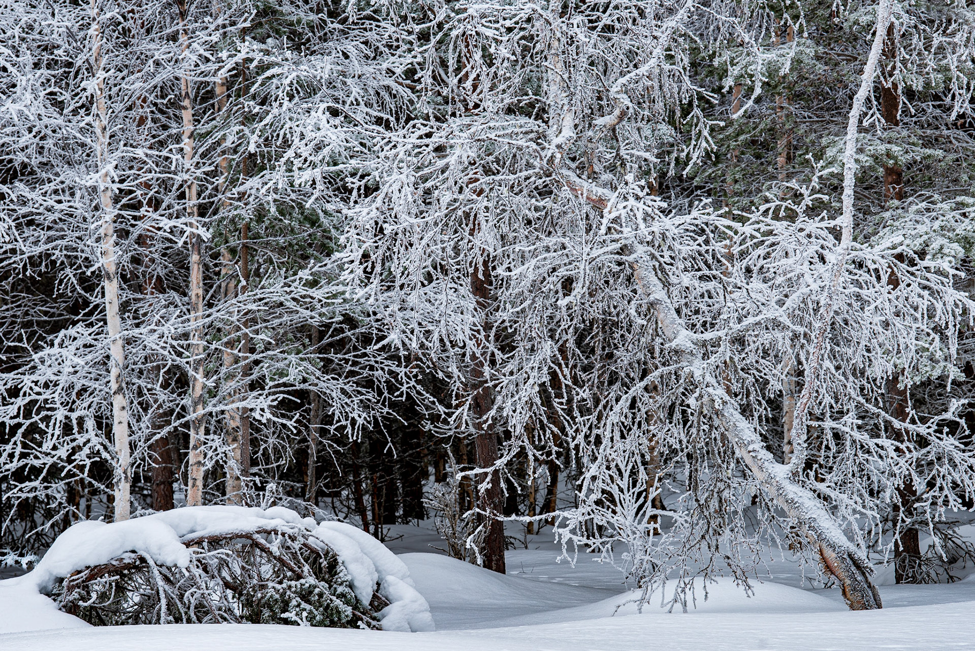 Birches after snowfall. Cold winter day in Jämtland, Sweden.
